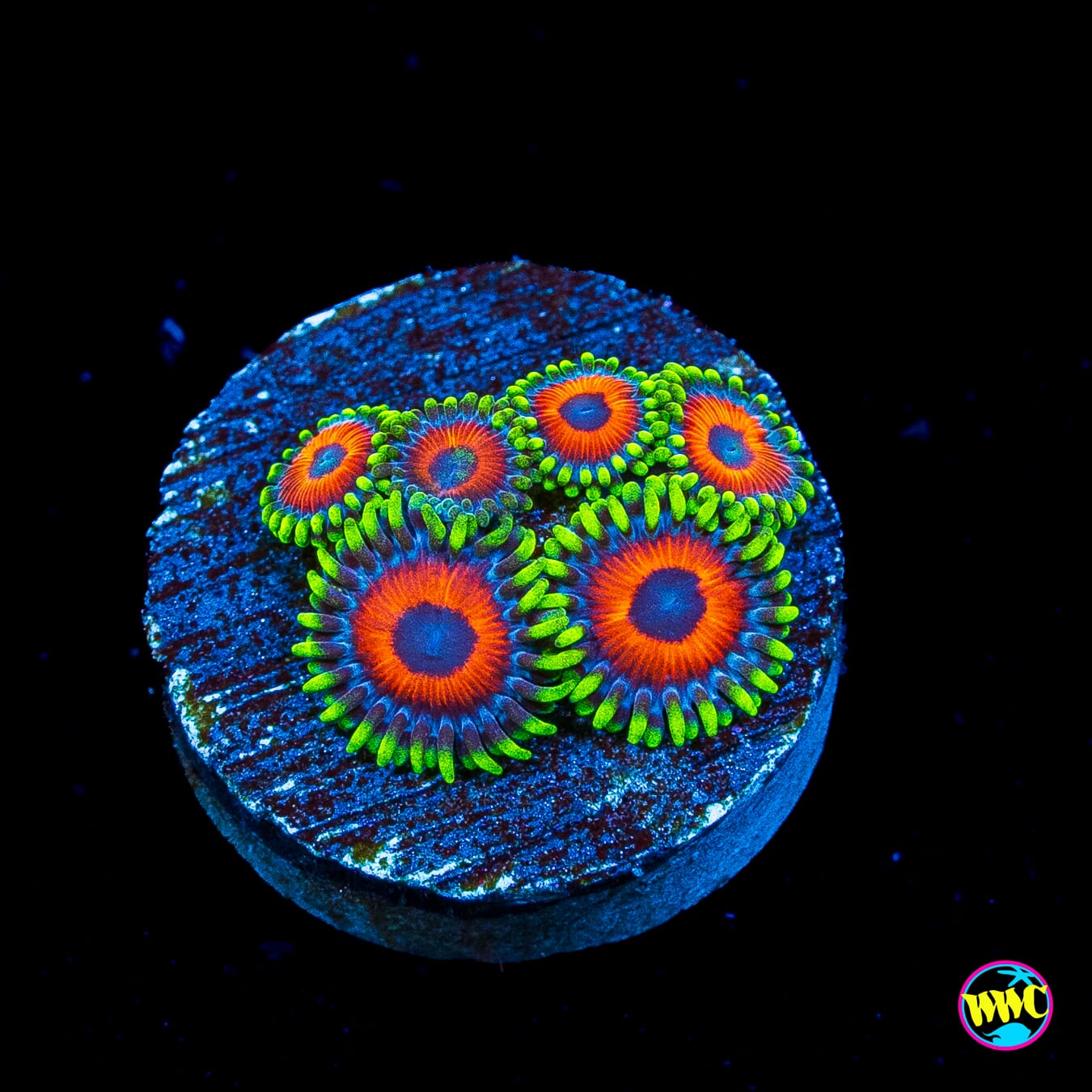 Whammin Watermelon Zoanthids