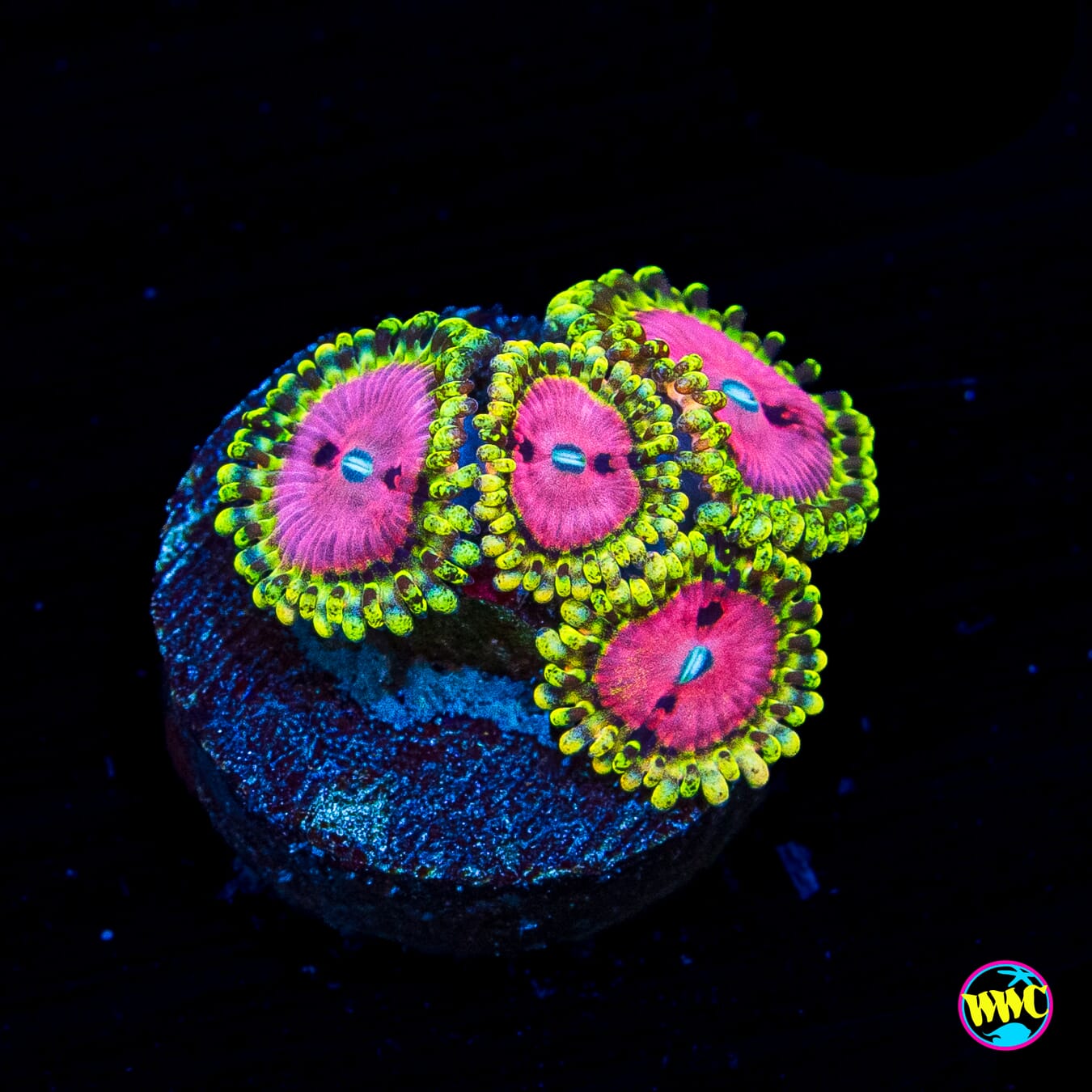 RR Pink Diamond Zoanthids
