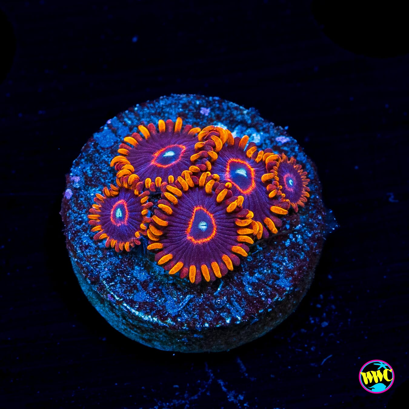 Red Hornet Zoanthids