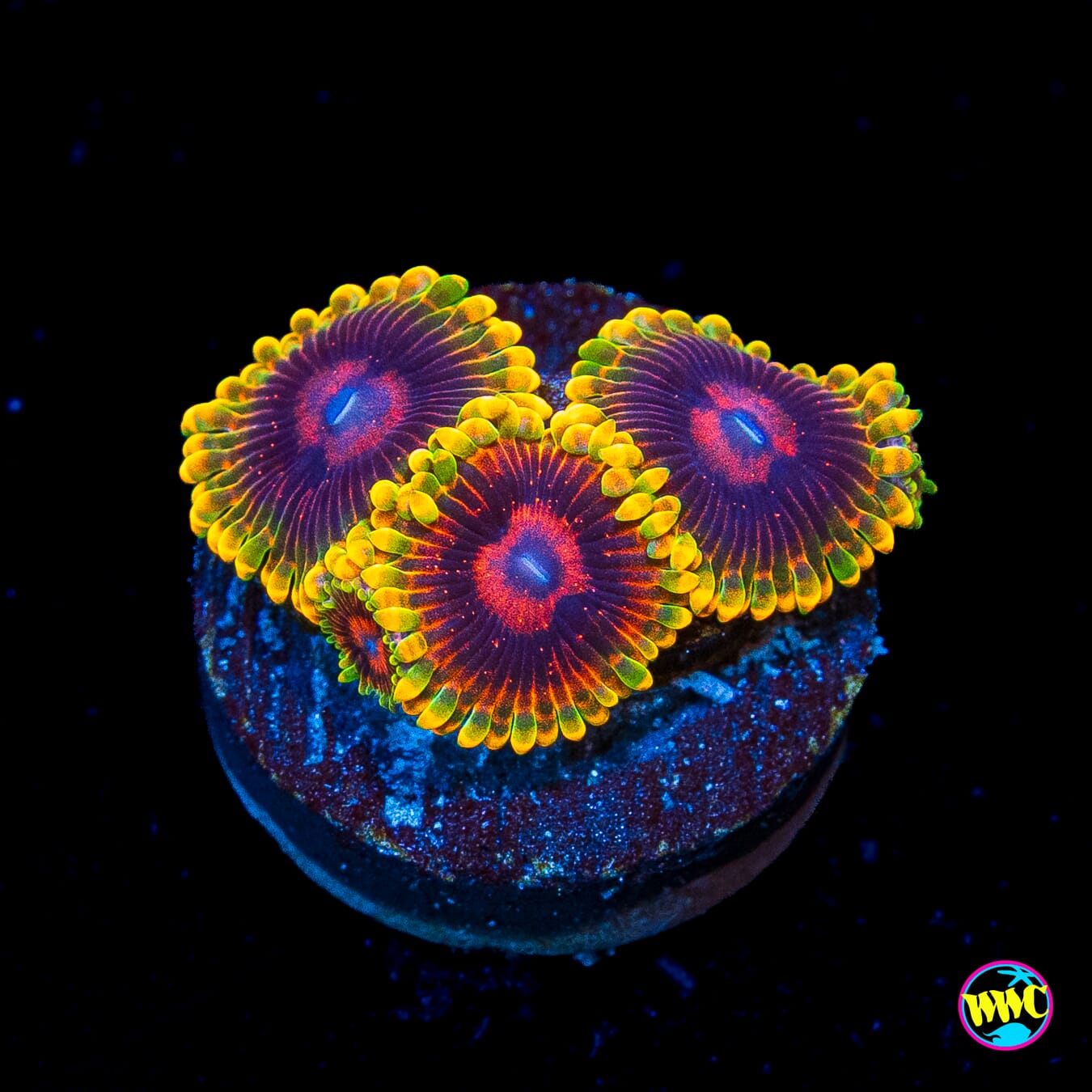 Mind Trick Zoanthids