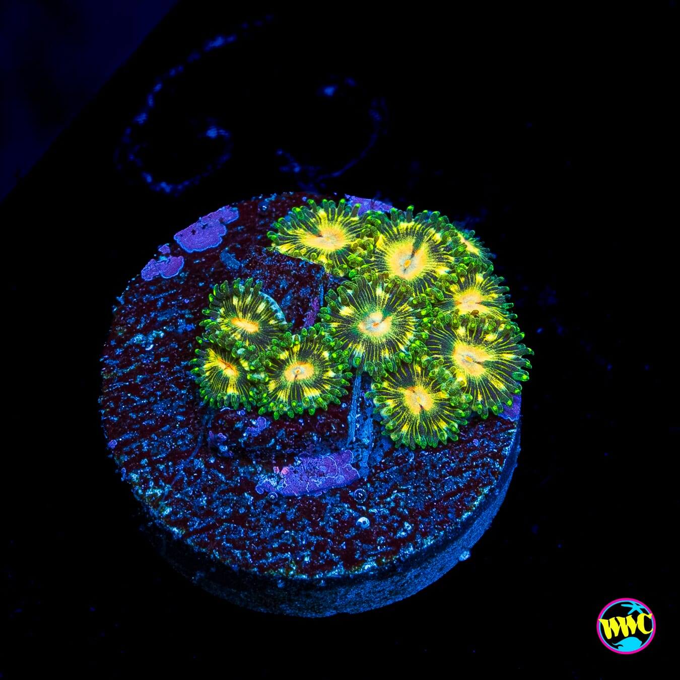 WWC Emerald Nightmare Zoanthids