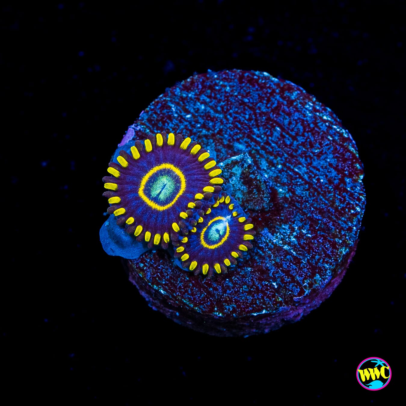 Blue Hornet Zoanthids