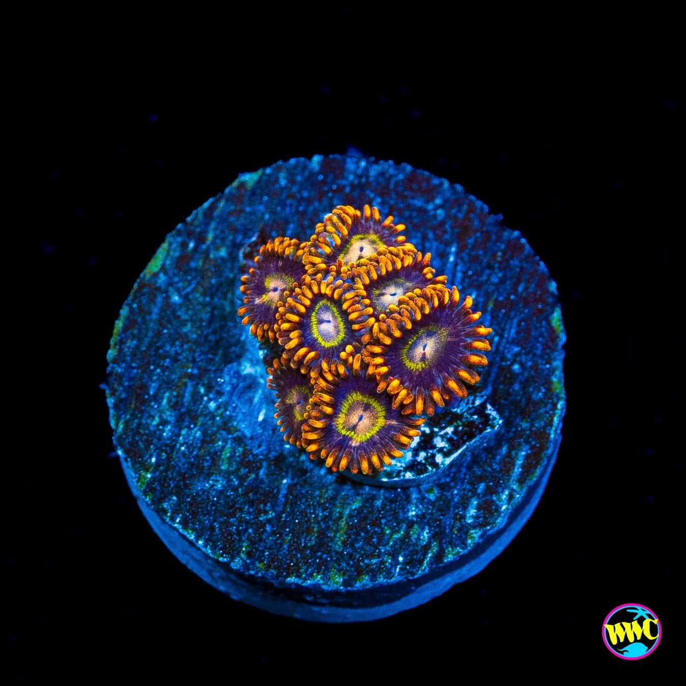 Rainbow Hornet Zoanthids