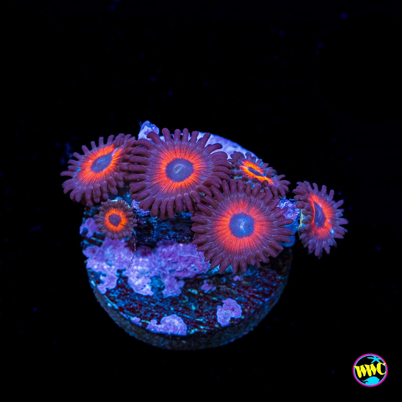WWC Red Bull Zoanthids