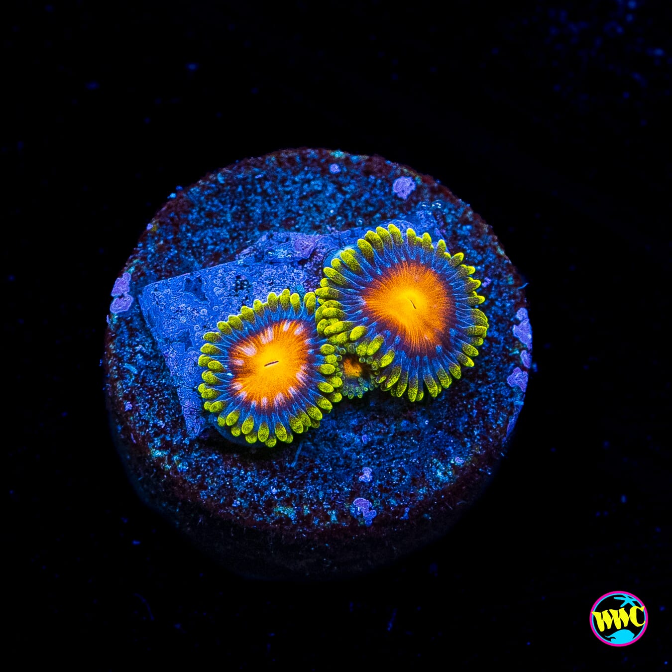 Yellow Brick Road Zoanthids