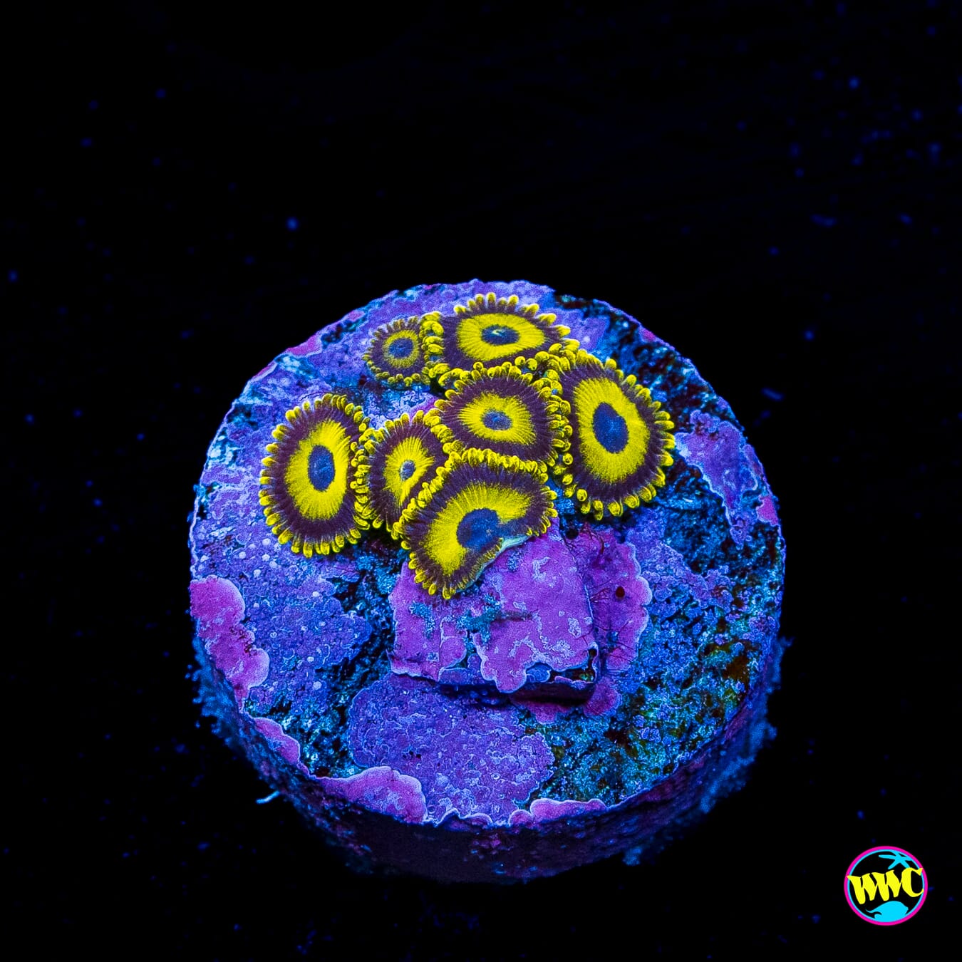 LA Lakers Zoanthids
