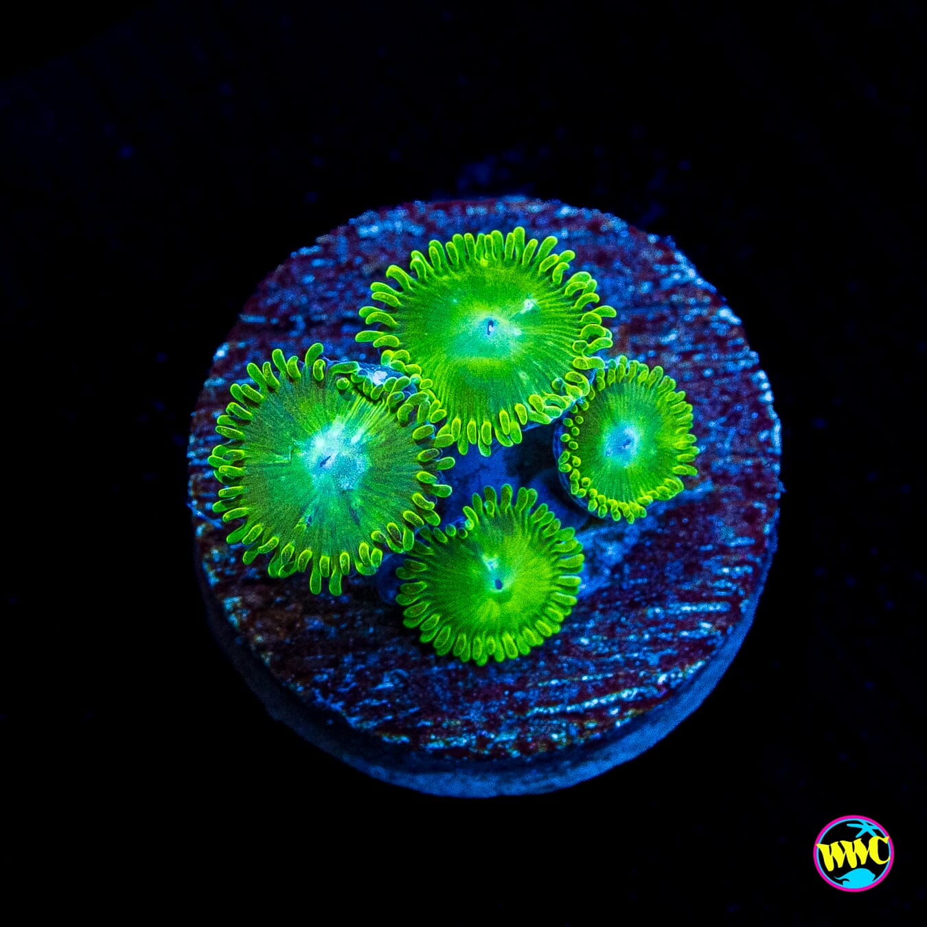 WWC Toxic Tonic Zoanthids