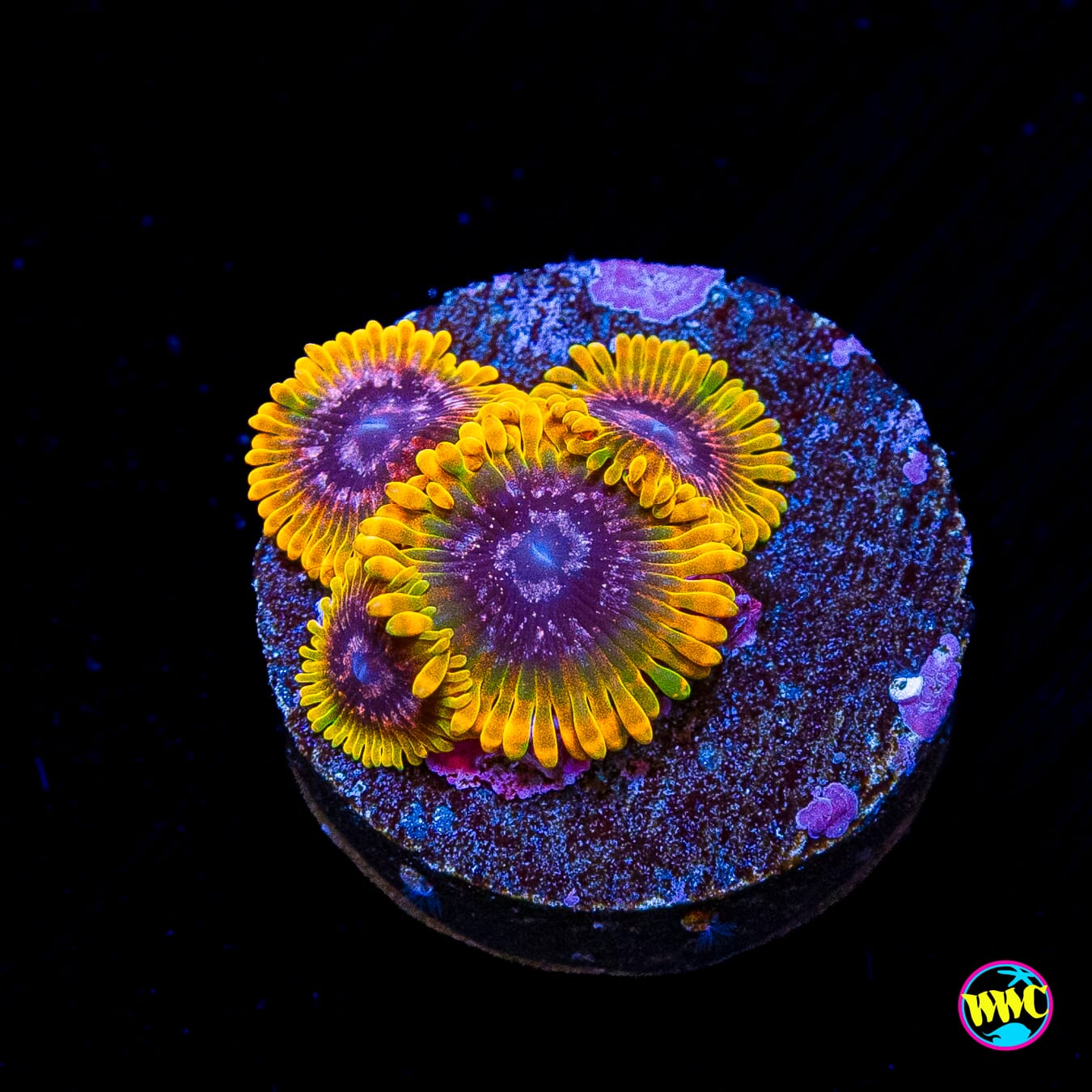 Jason Fox Acid Reflux Zoanthids