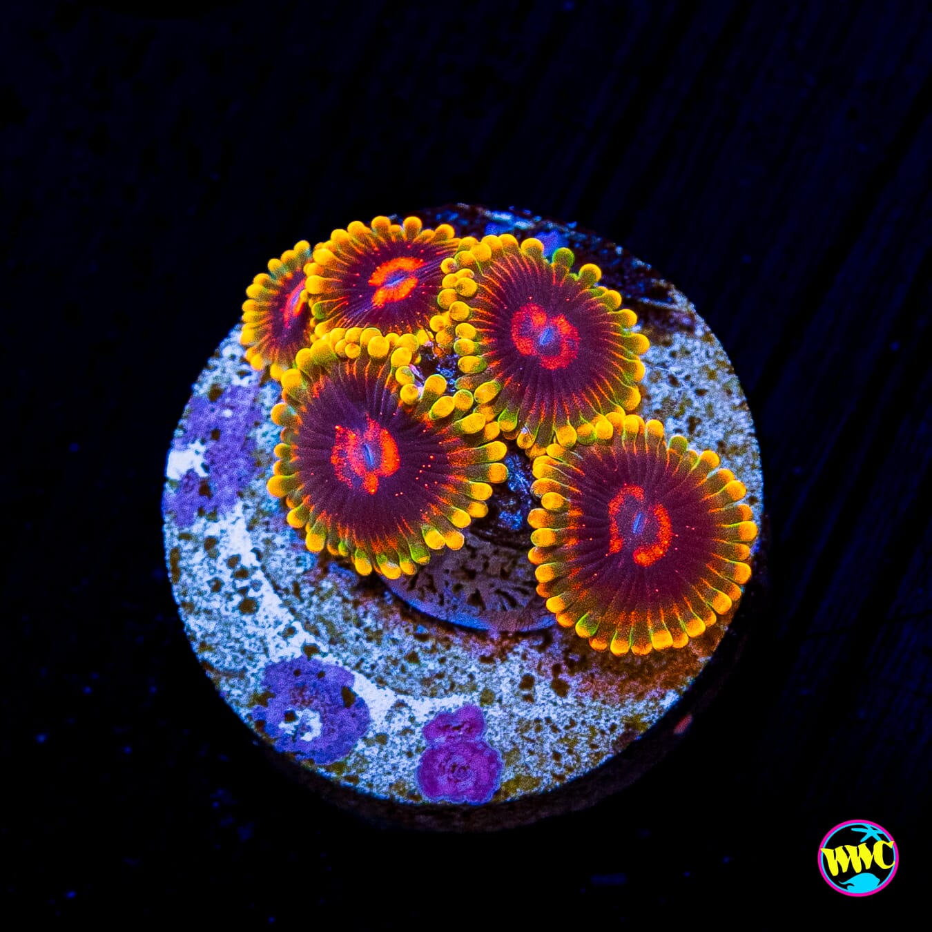 Mind Trick Zoanthids