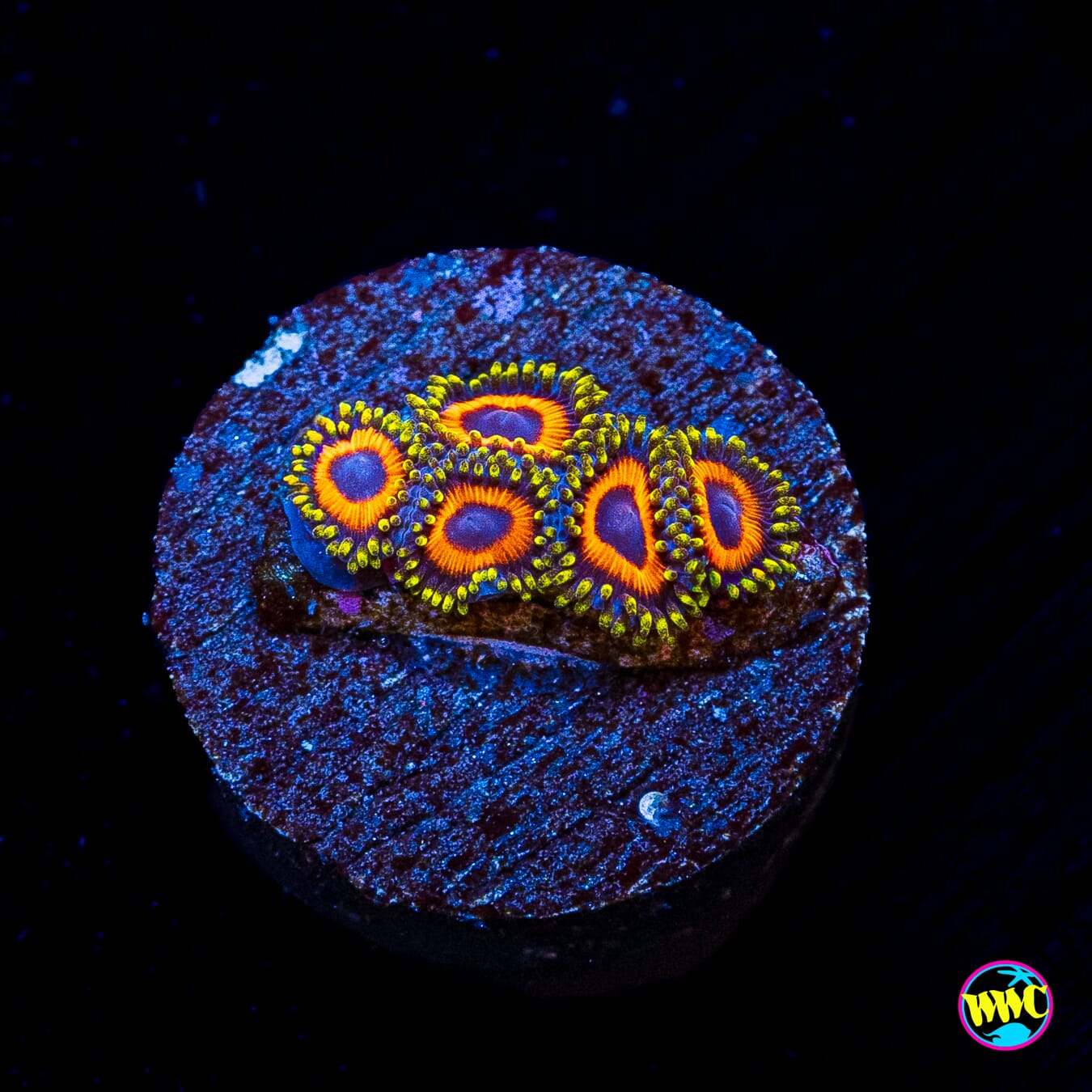Eagle Eye Zoanthids