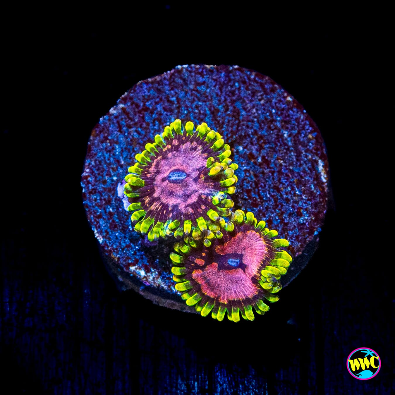 WWC Purple Monsters Zoanthids