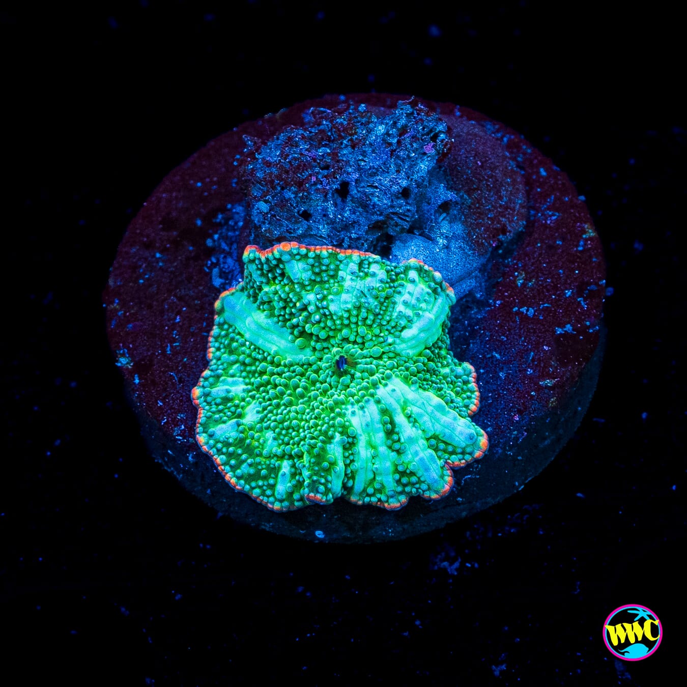 Interstellar Iguana Disco Mushroom