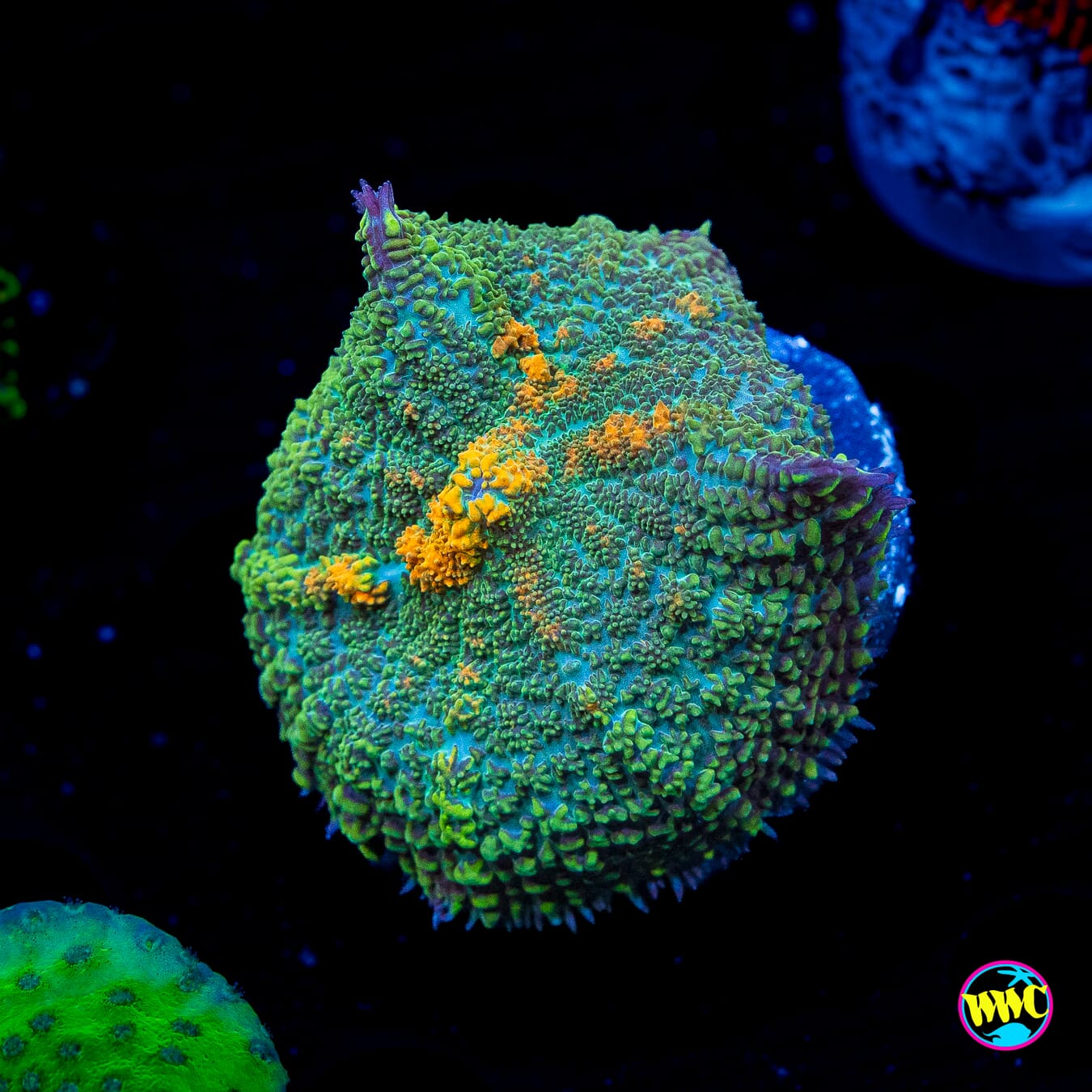 Orange Grove Rhodactis Mushroom