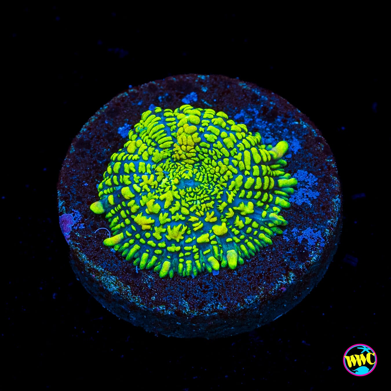 Icarus Rhodactis Mushroom