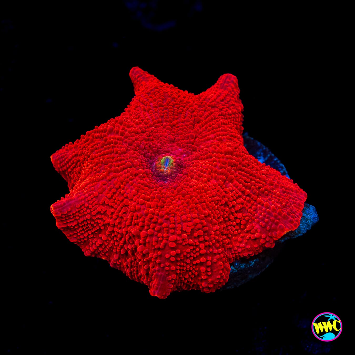 WWC Red Jaguar Disco Mushroom
