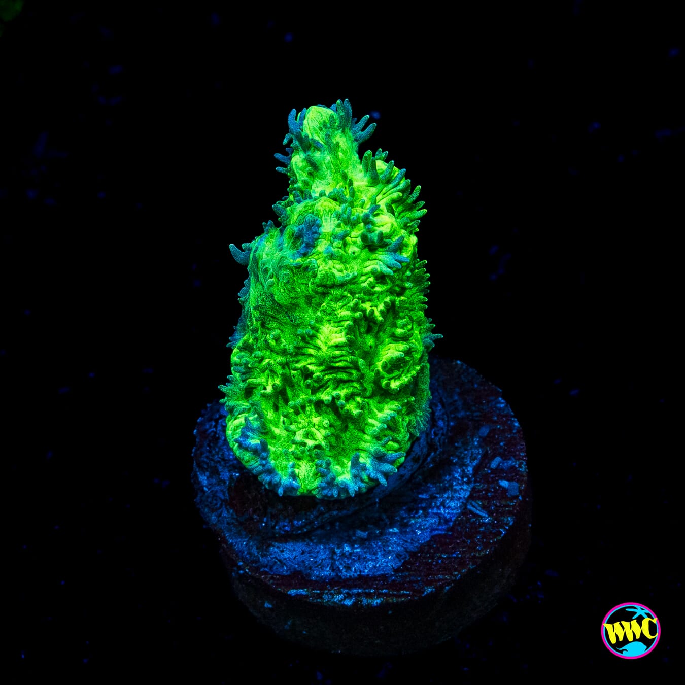 WWC Glowstick Hydnophora