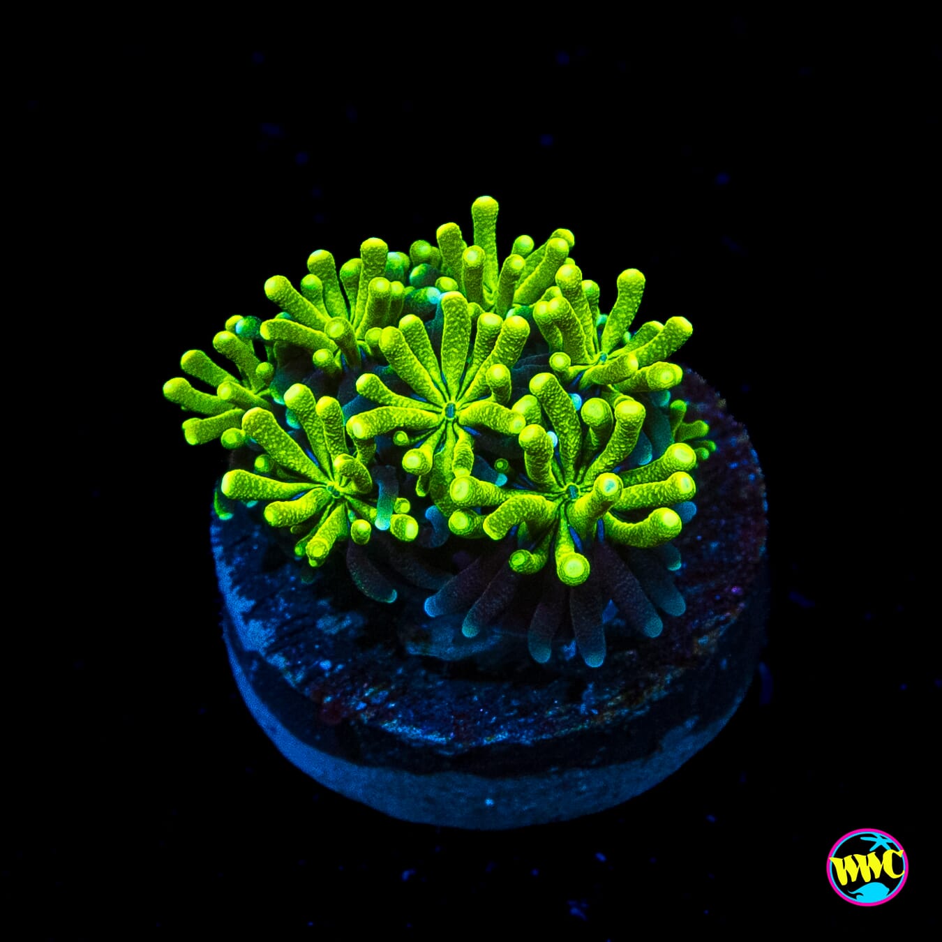 WWC Lemonade Galaxea