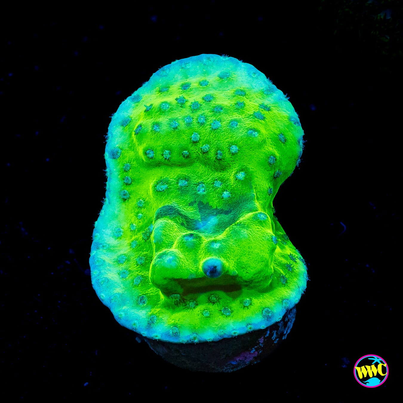 WWC Green Fire Turbinaria