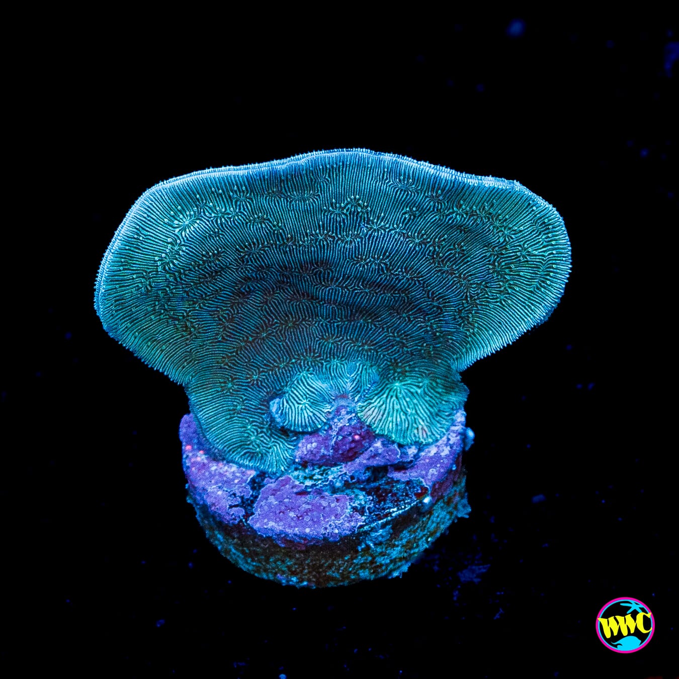 WWC Cactus Pavona