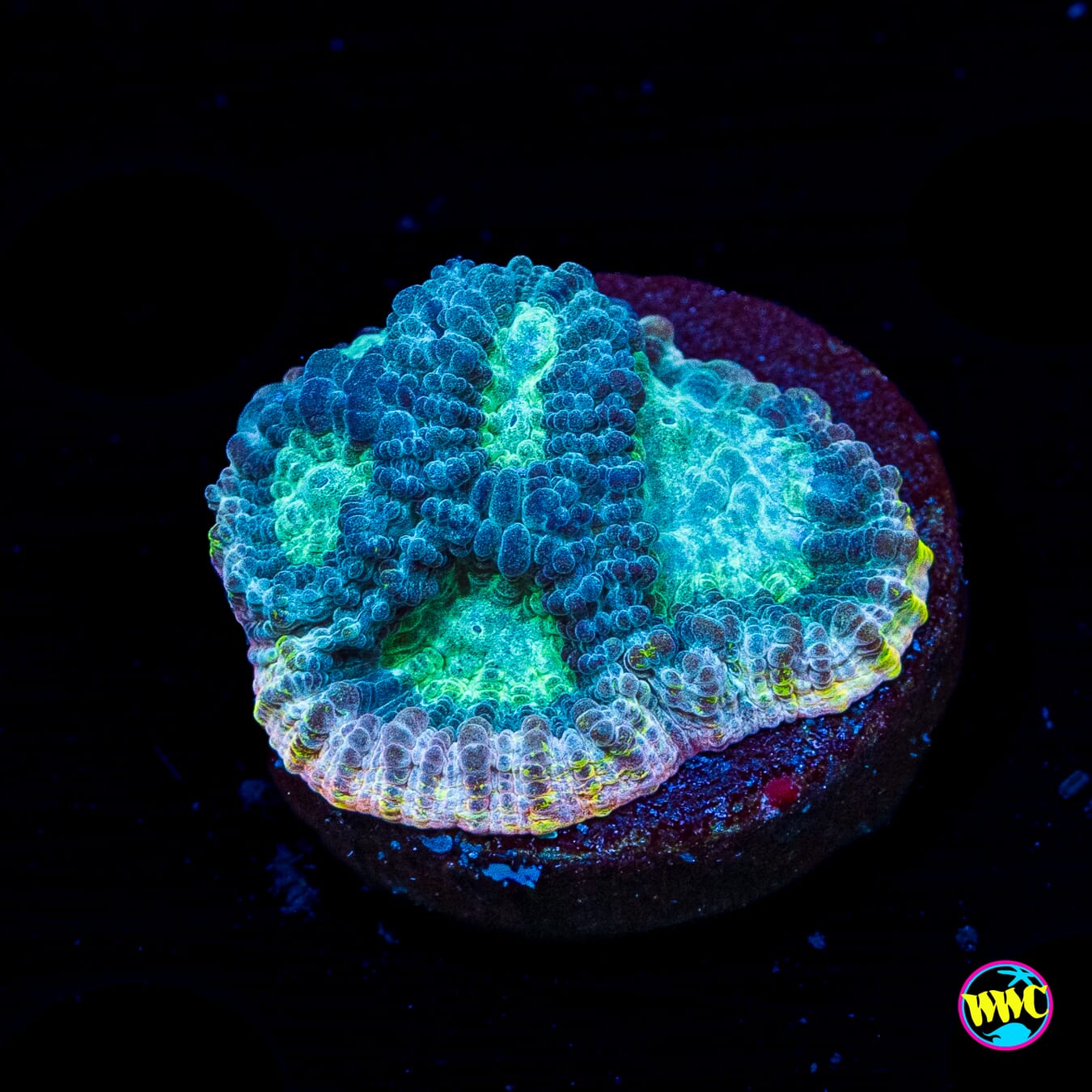 Lemon Duster Favia