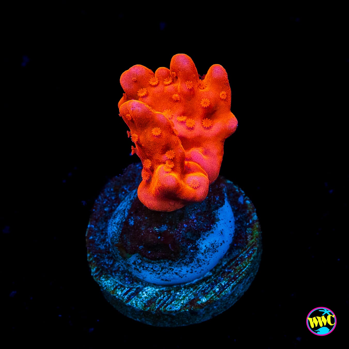 Tyree Orange Setosa Montipora