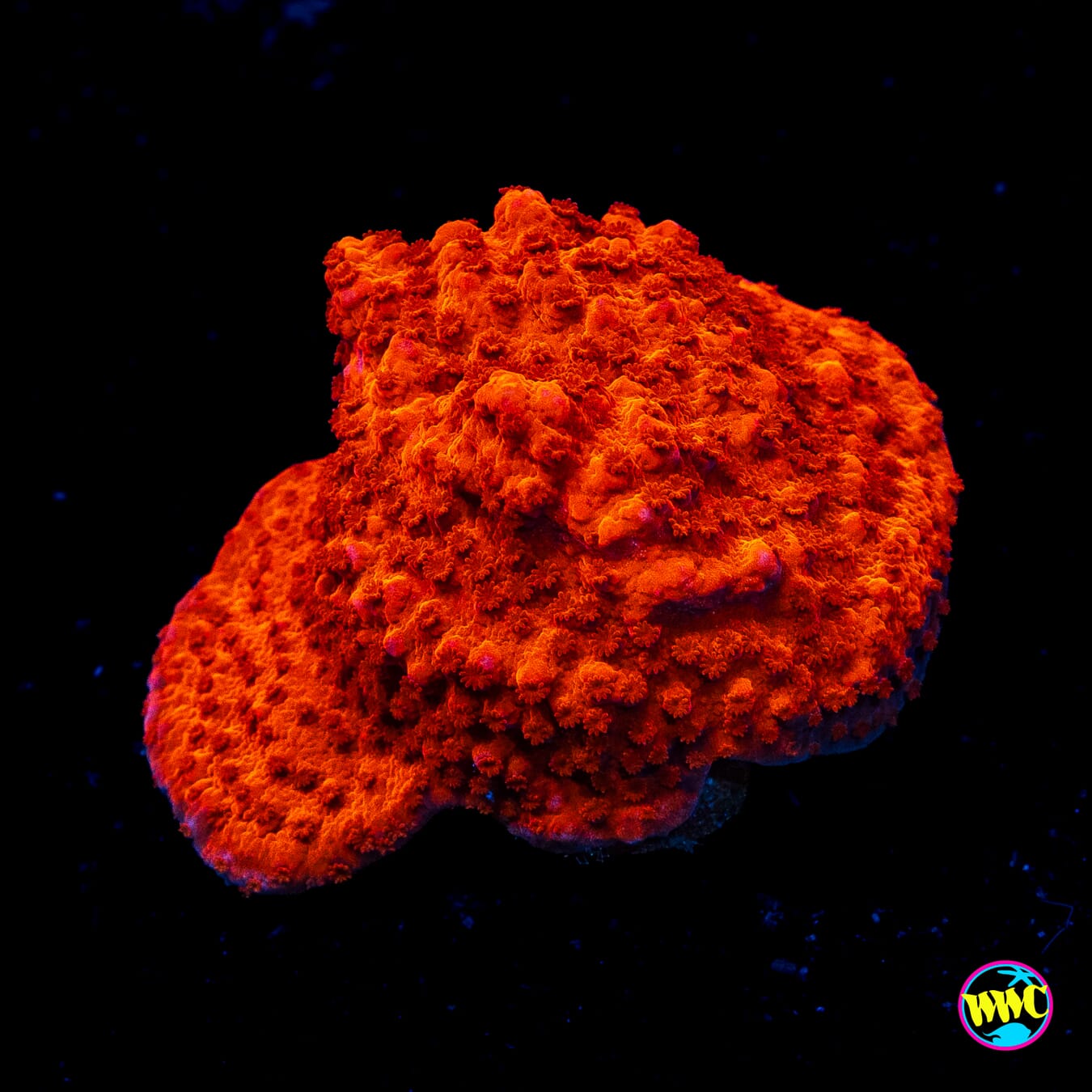WWC Atomic Red Montipora