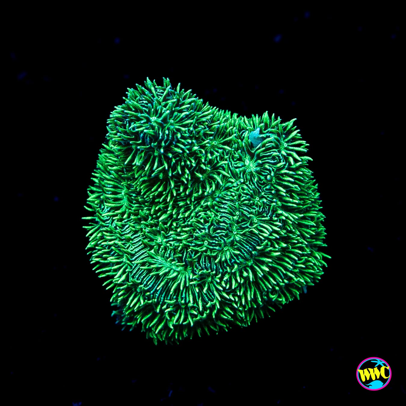 WWC Silverleaf Pavona