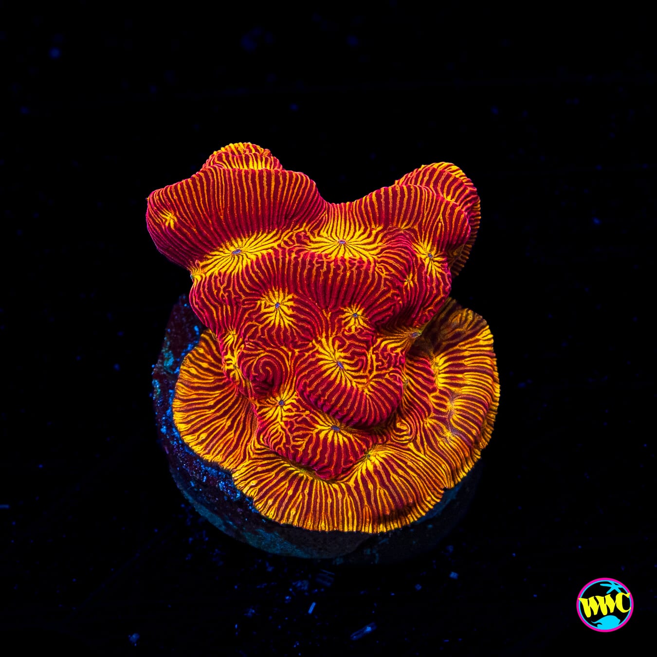 WWC Tan Lady Leptoseris
