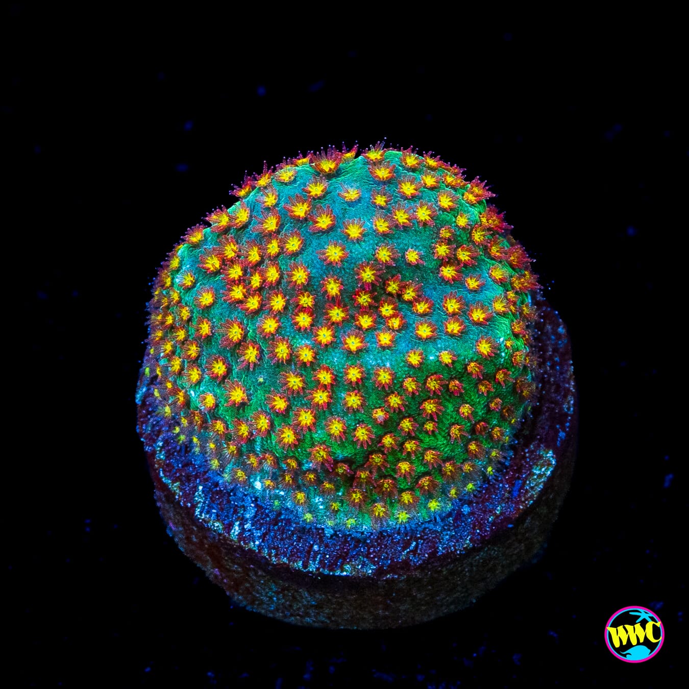 WWC Close Encounter Stylocoeniella