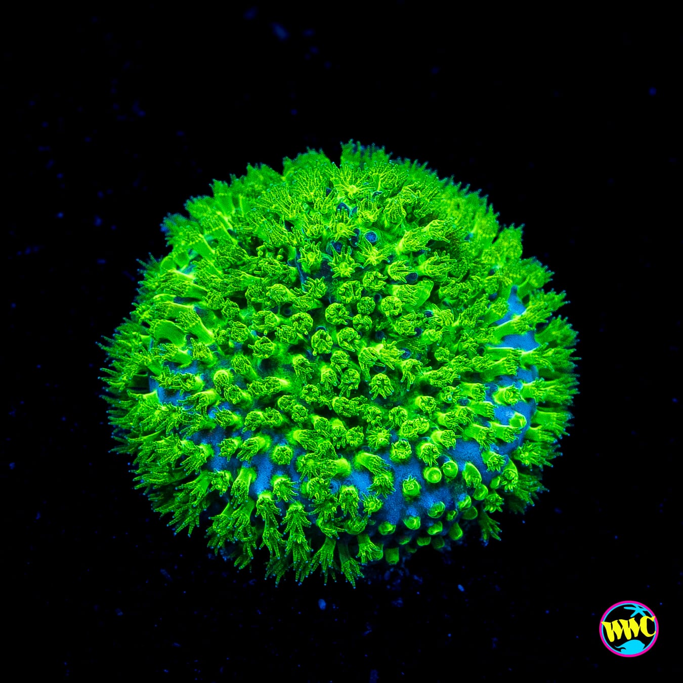 WWC Nightvision Stylocoeniella