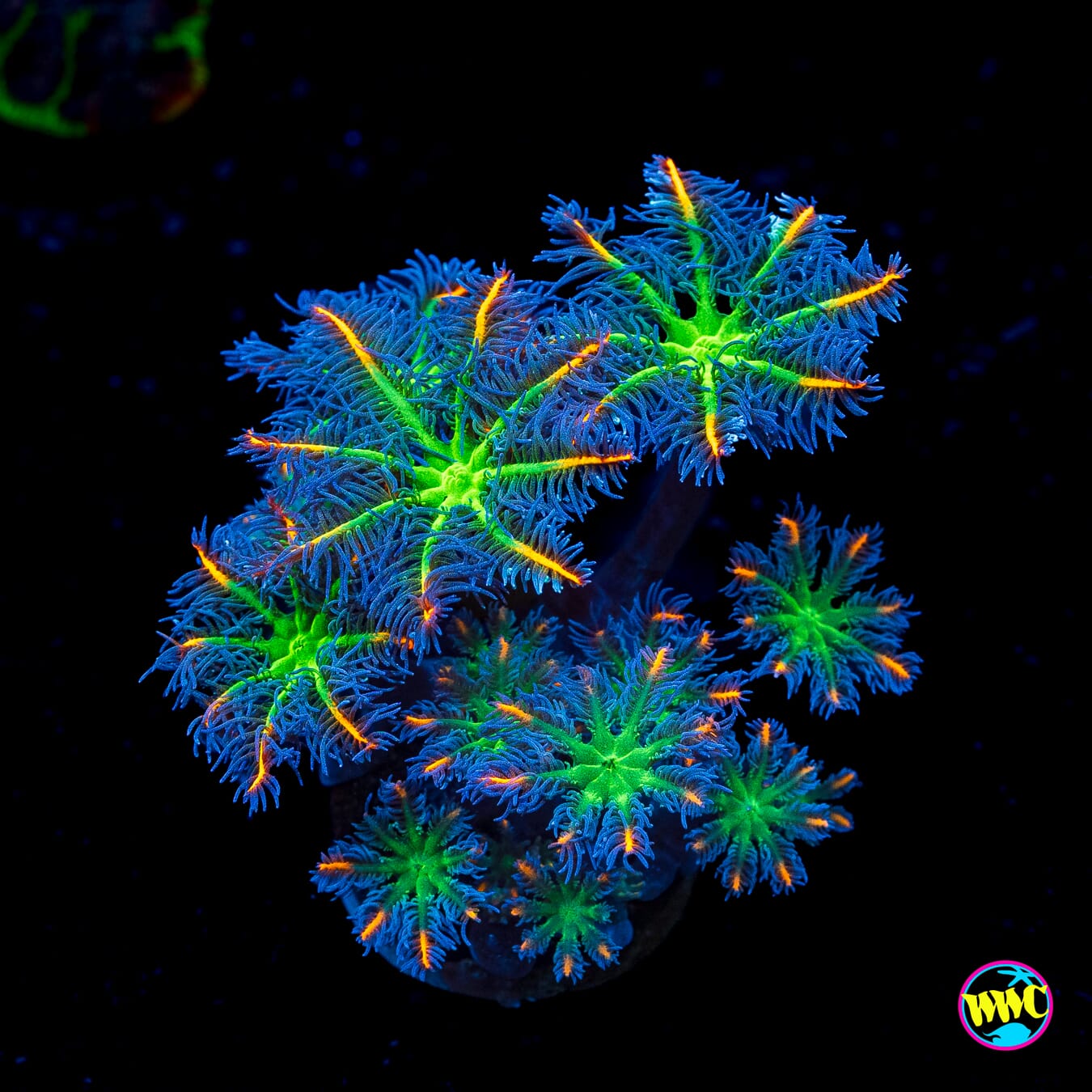 WWC High Voltage Clove Polyps