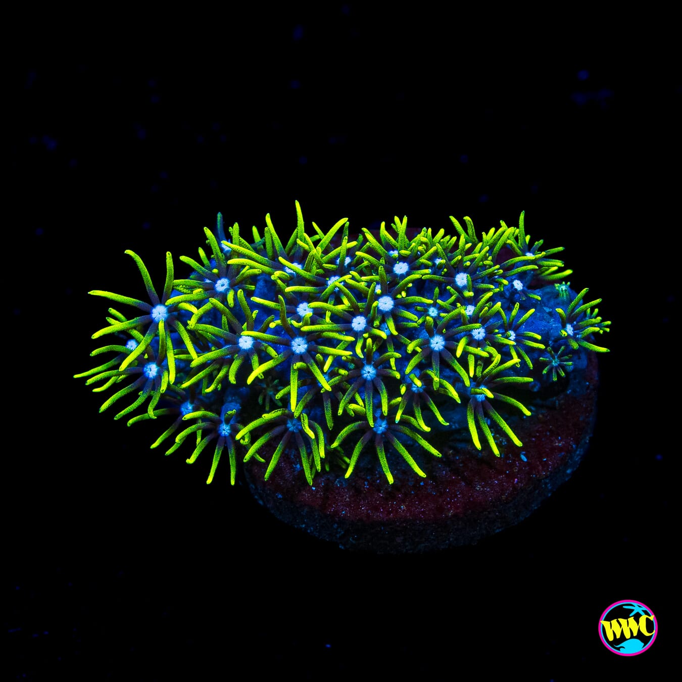 WWC Neon Green Star Polyps