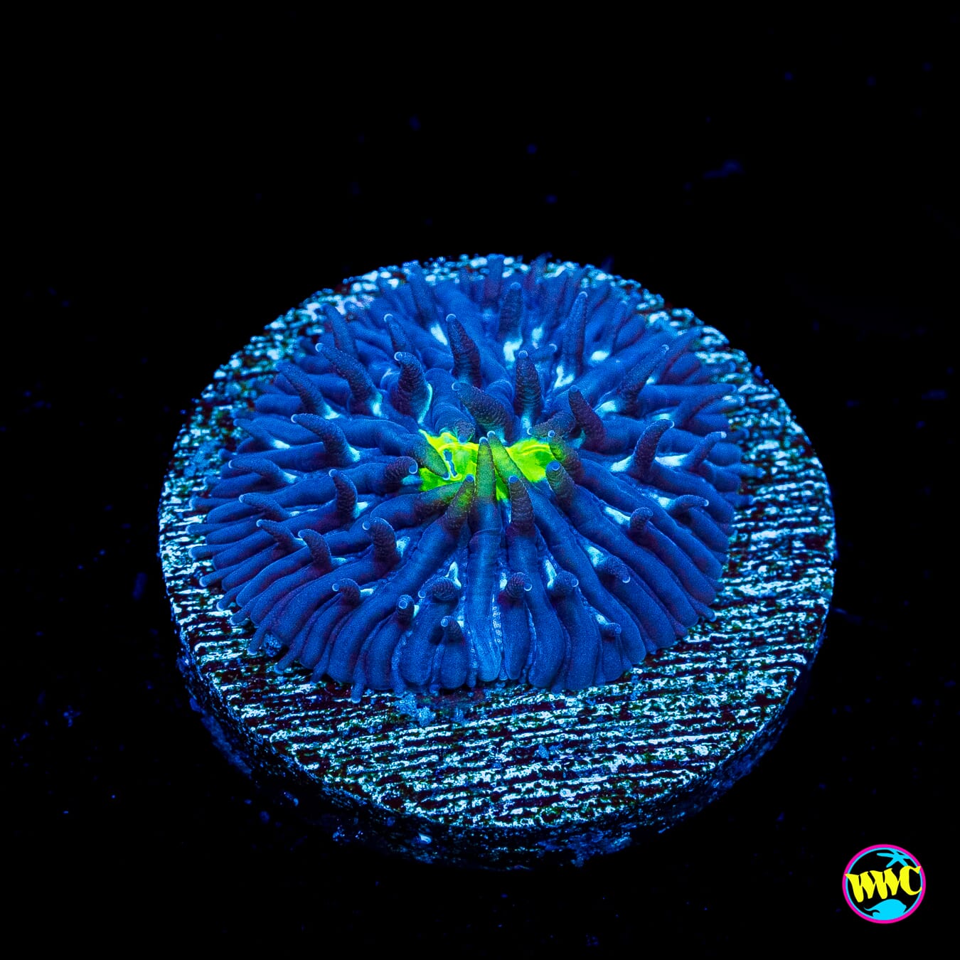 WWC Midnight Lovin Plate Coral