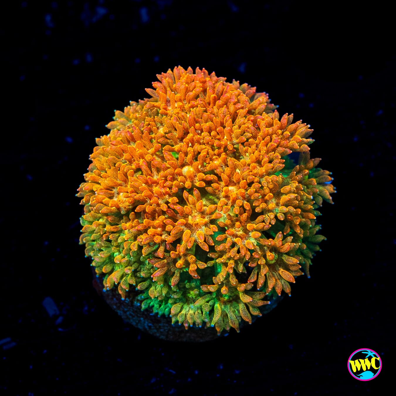 WWC Captain Crunch Micro Goniopora