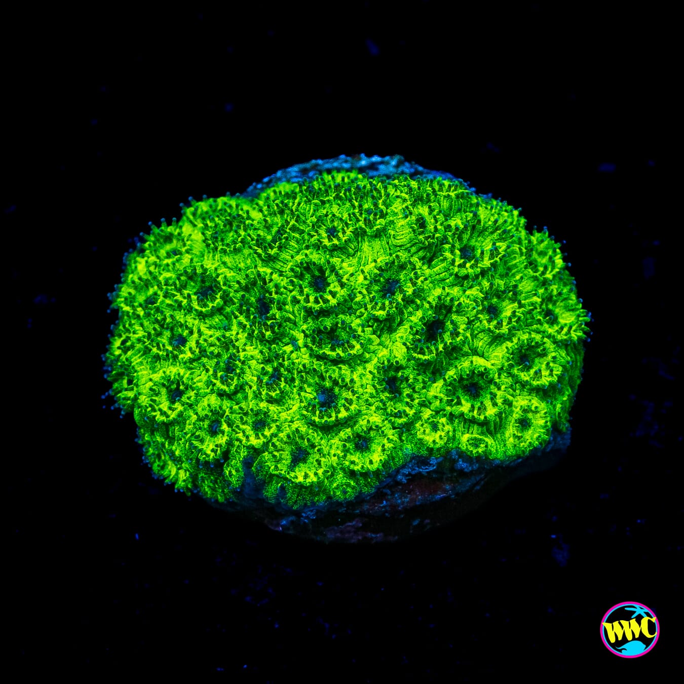 WWC Neon Plesiastrea