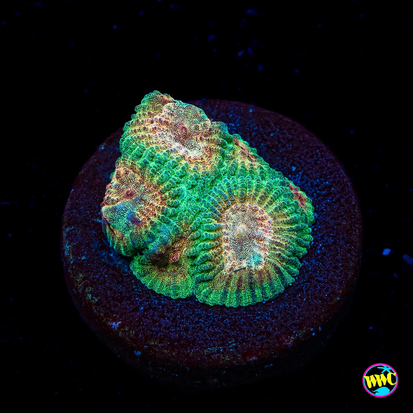 WWC Honey Pot Favia