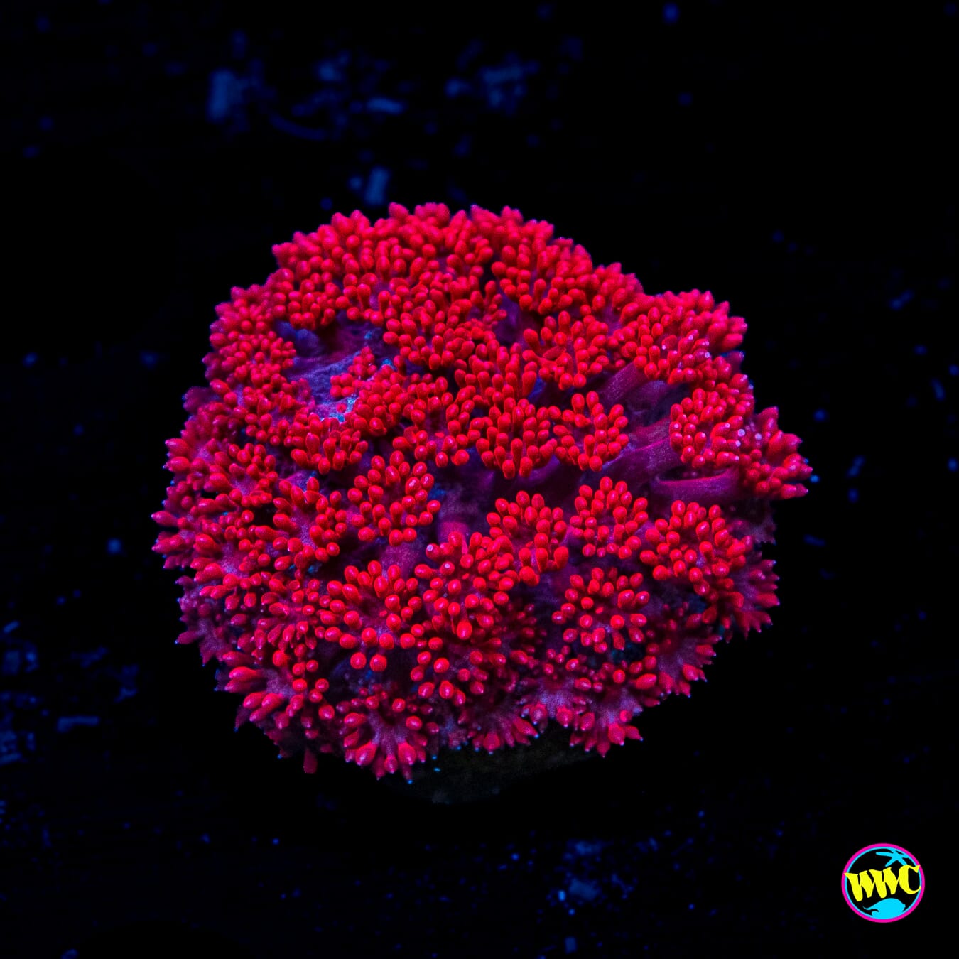 WWC Fire Blast Micro Goniopora