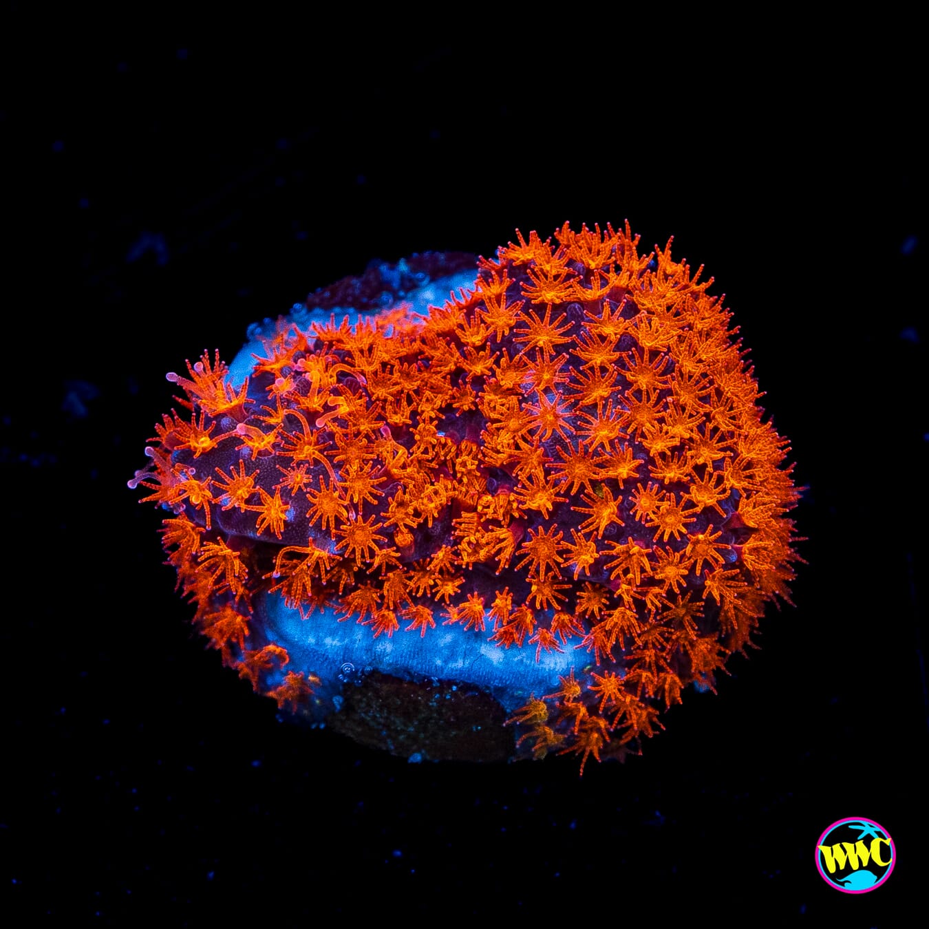 WWC Spiderman Stylocoeniella