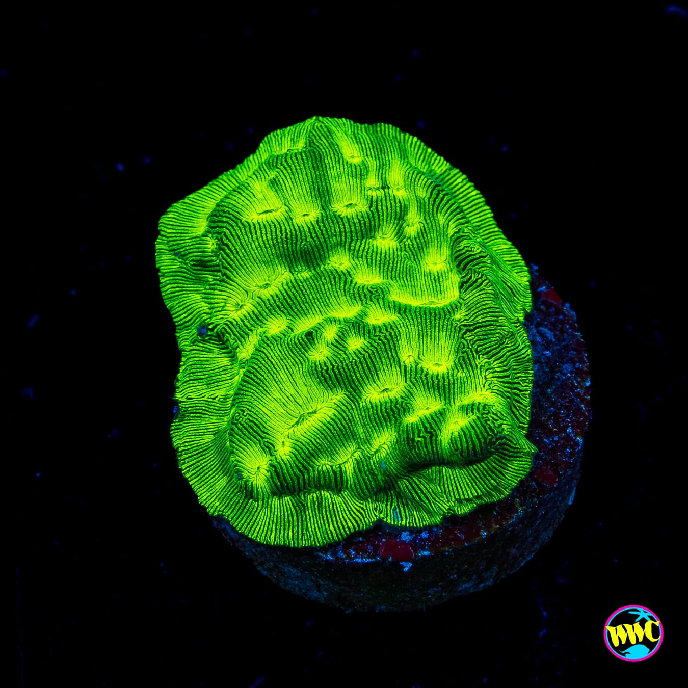 WWC Toxic Waste Leptoseris