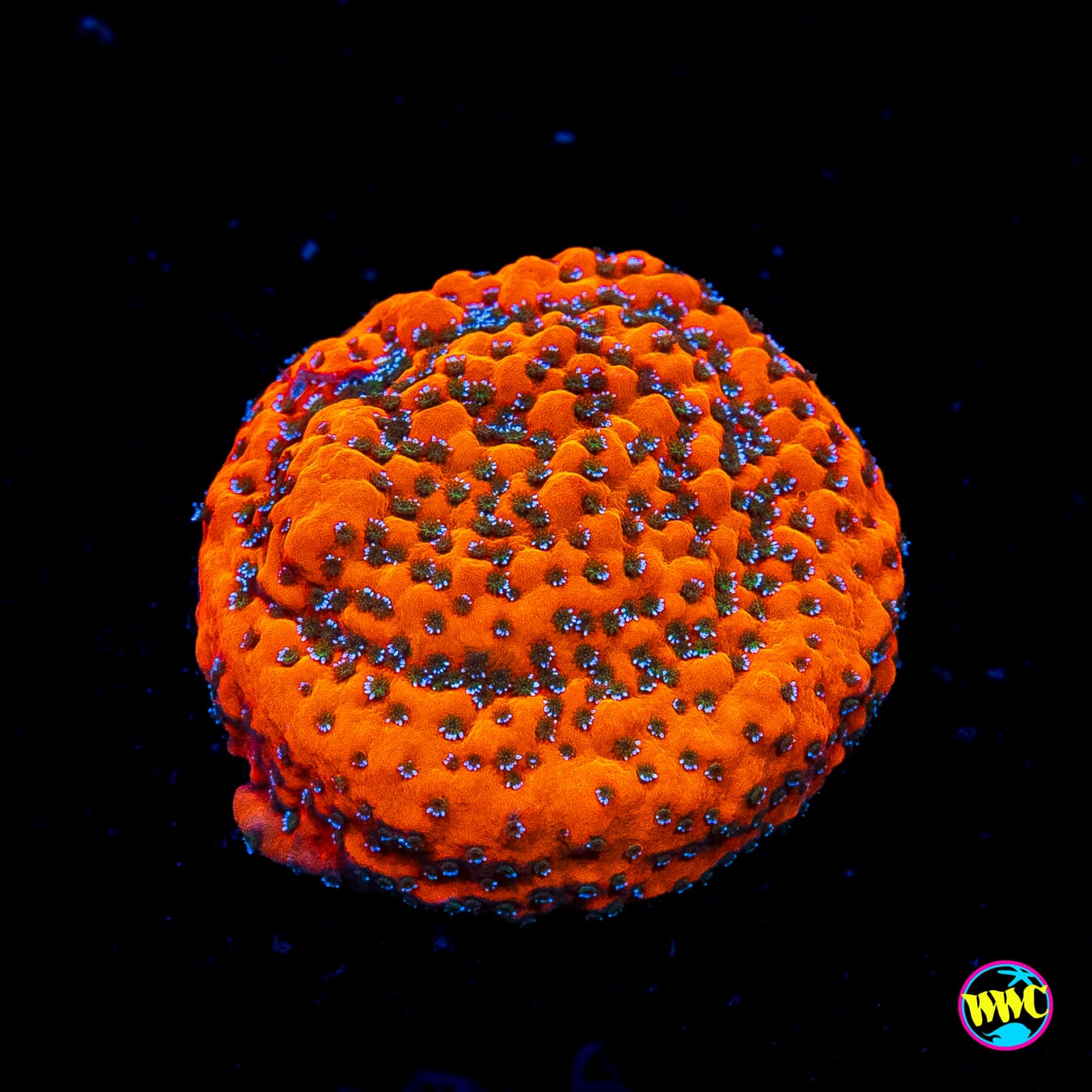 WWC Megachrome Montipora