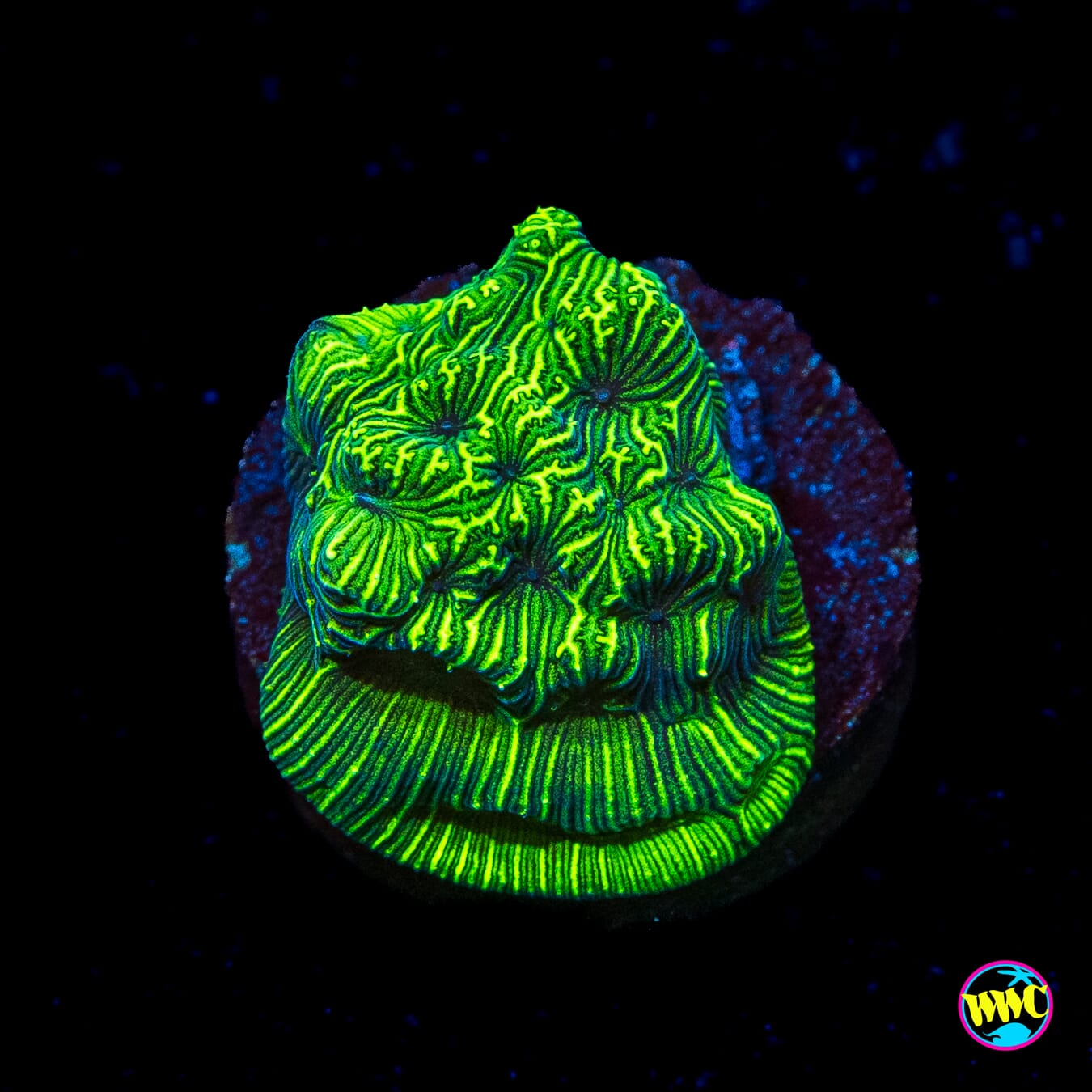 WWC Flubber Leptoseris