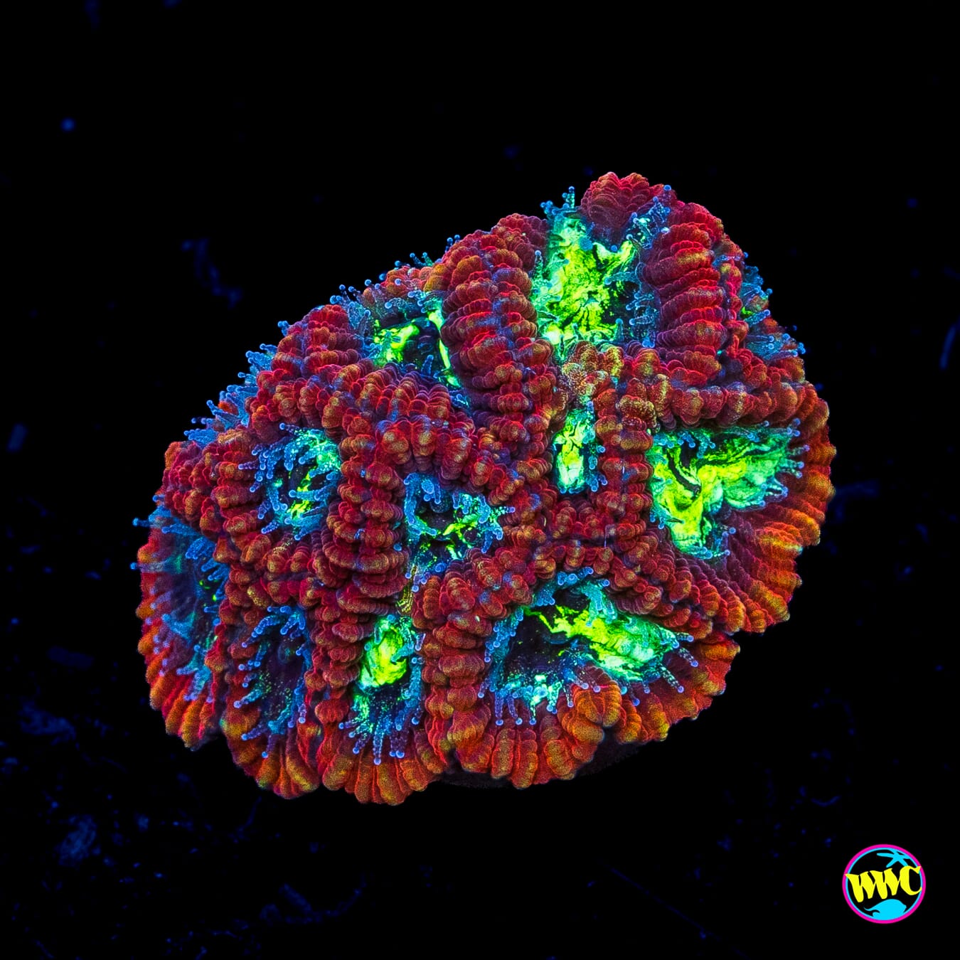 WWC Ring of Fire Favia