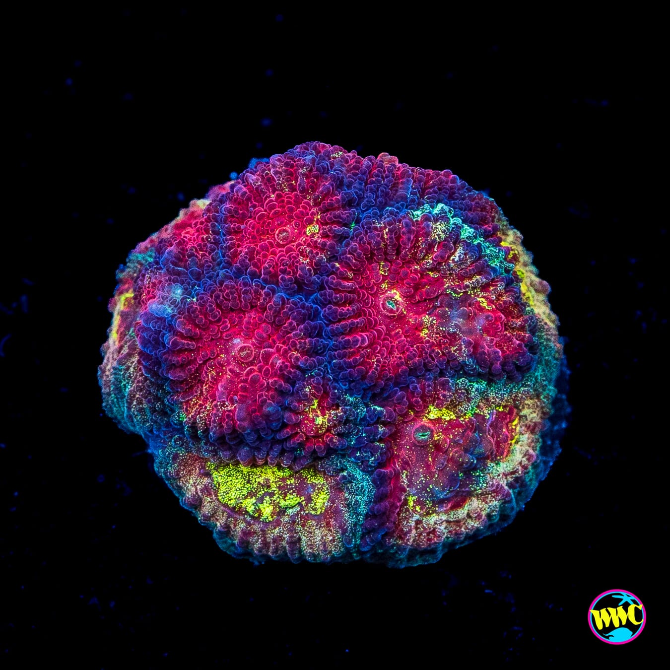 WWC Diversity Favia