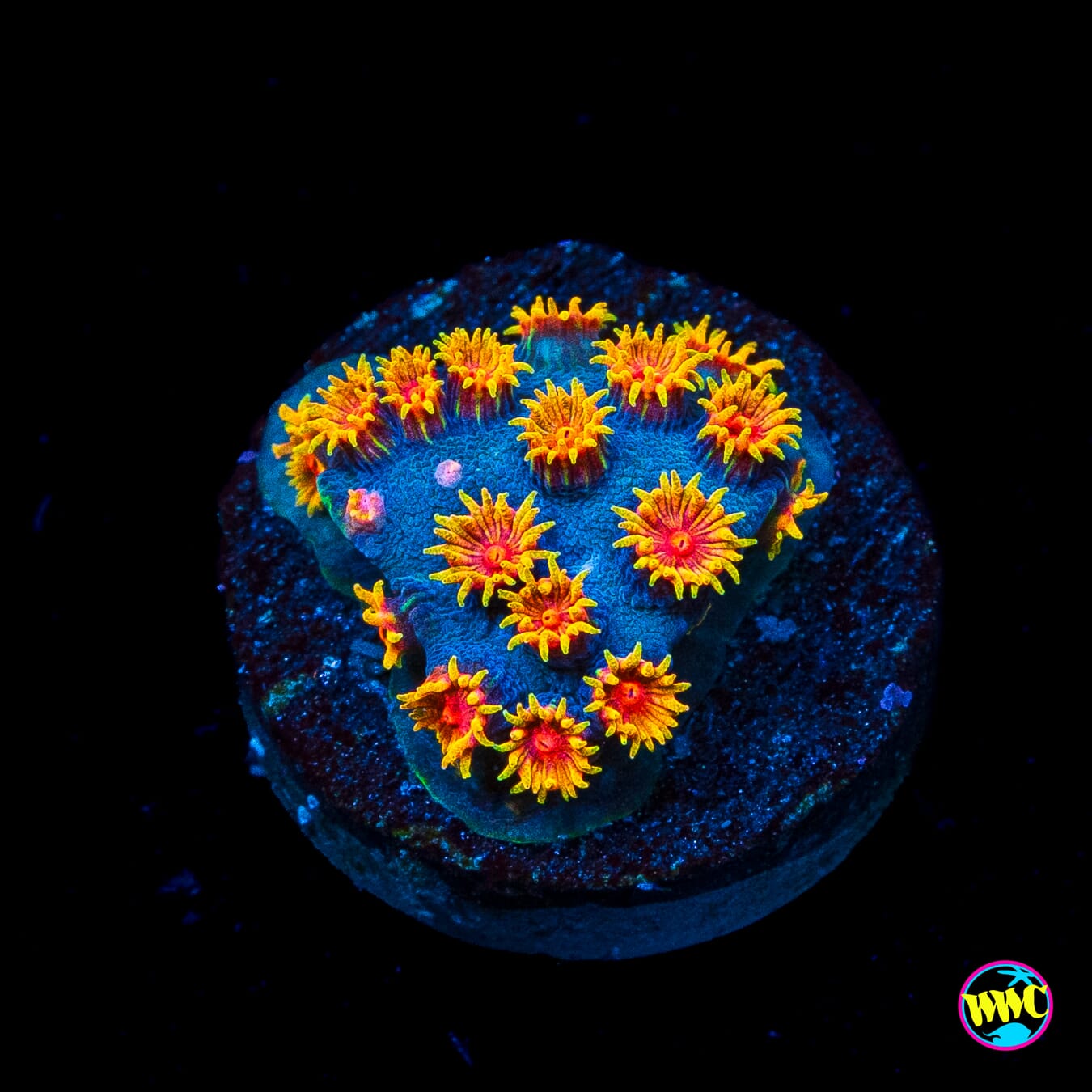 WWC Bizarro Cyphastrea