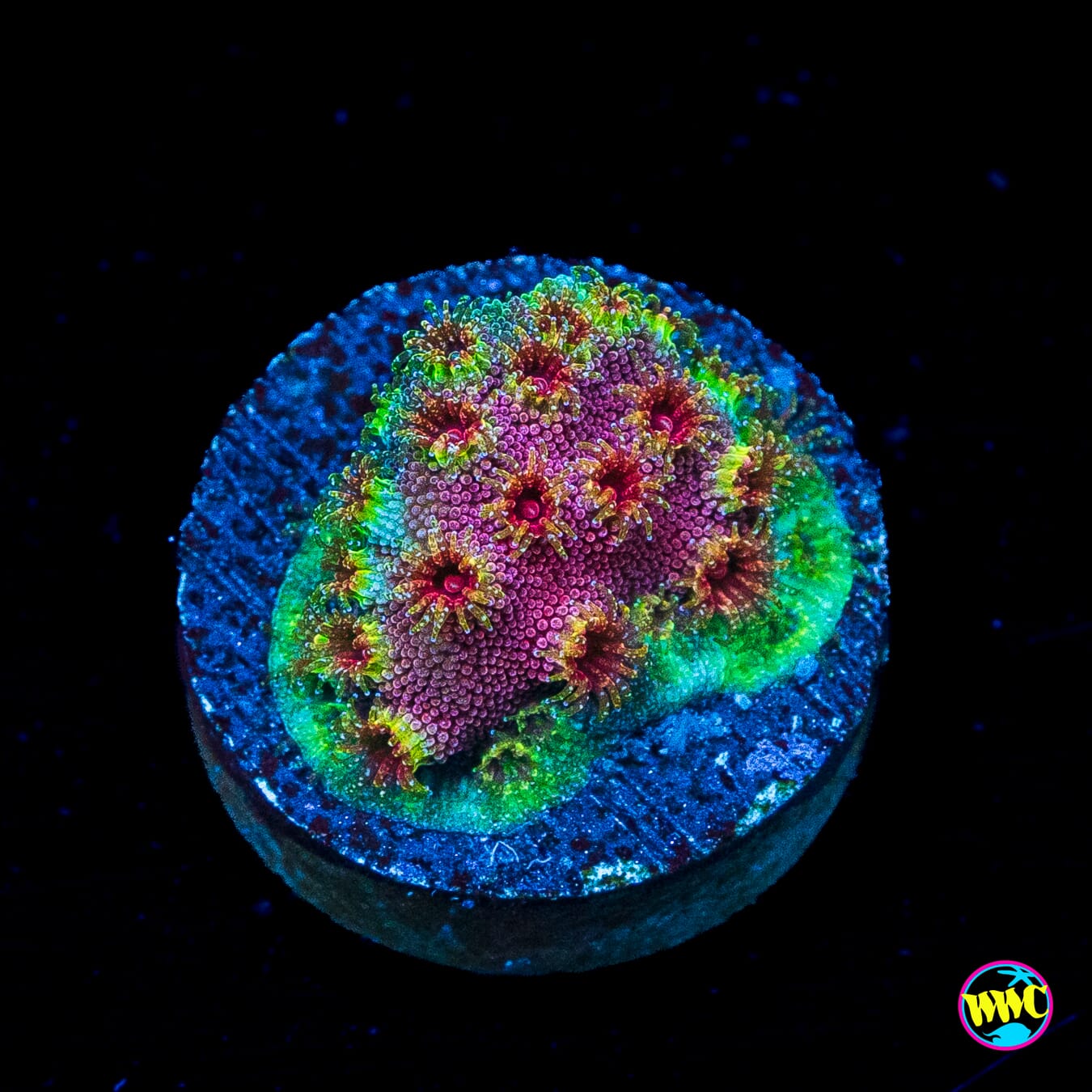 WWC Skittles Bomb Cyphastrea