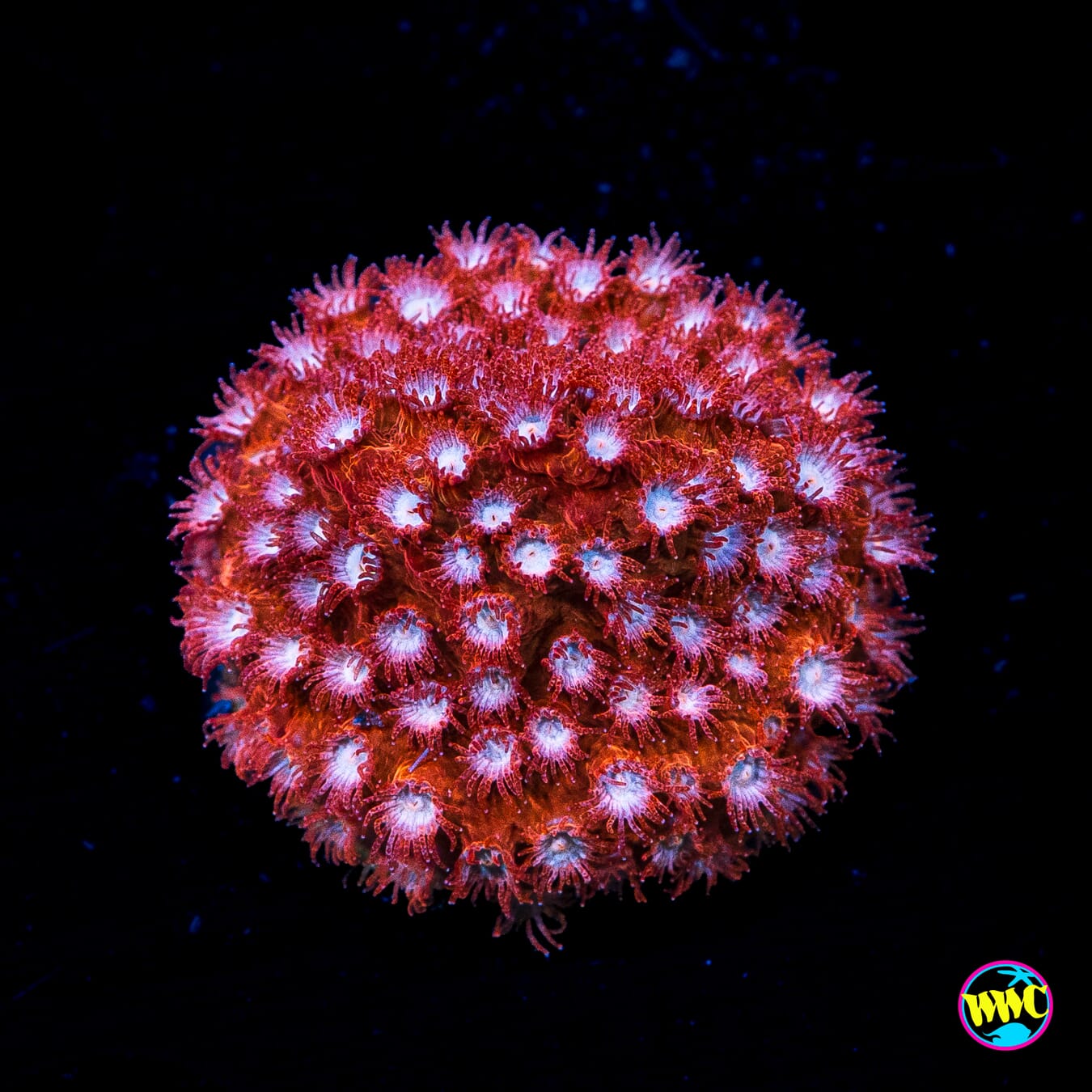 WWC Peppermint Cyphastrea