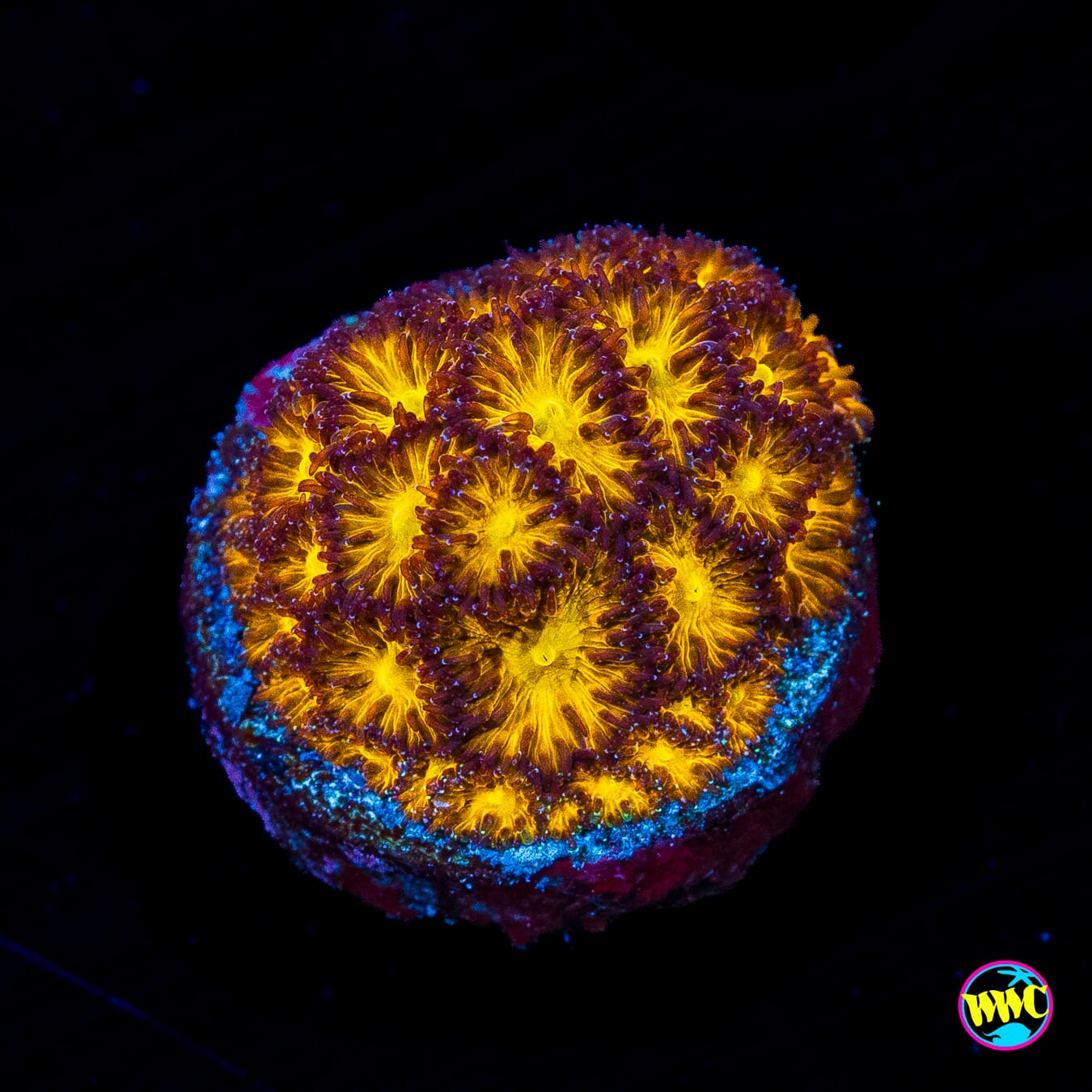 WWC Burning Leptastrea