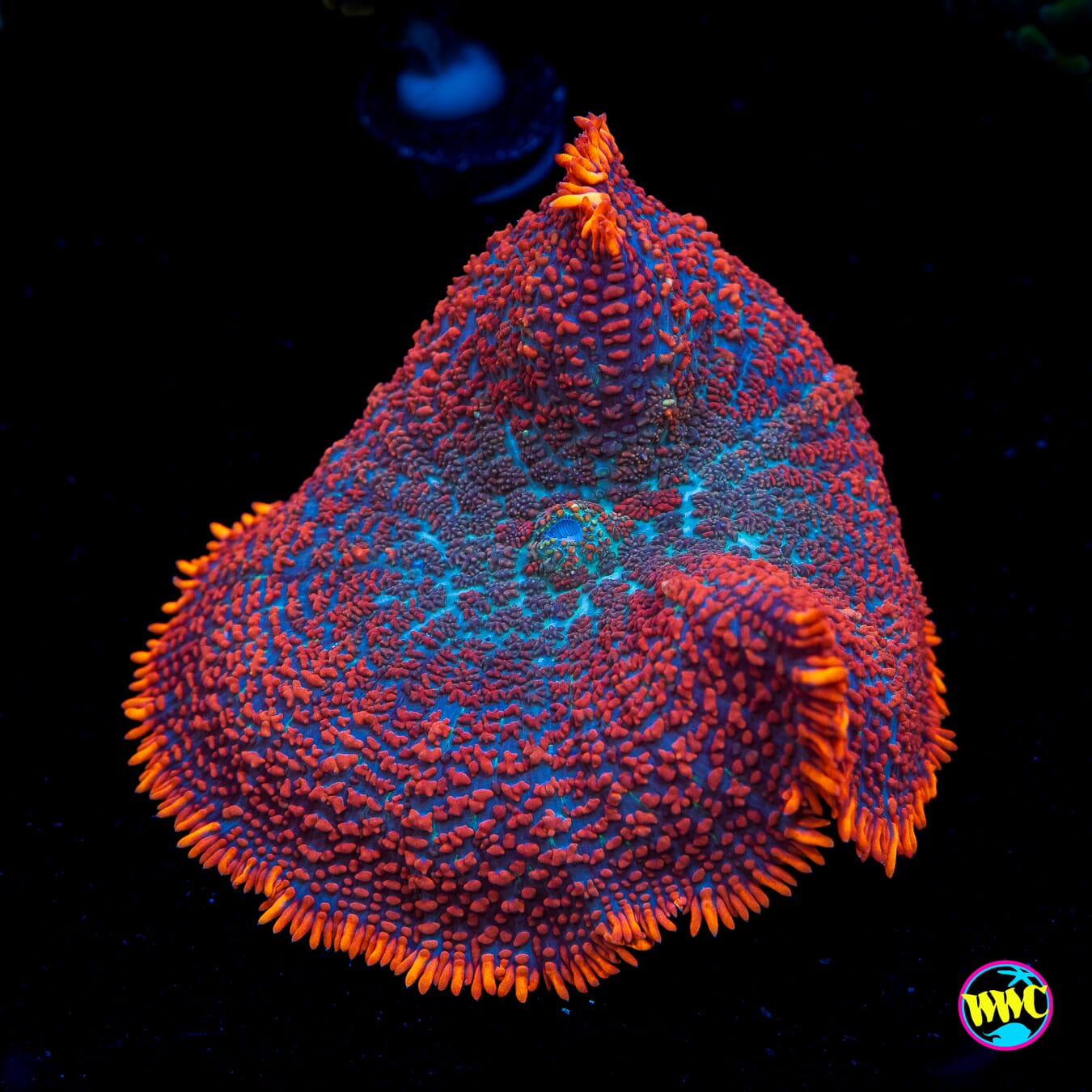 Superman Rhodactis Mushroom
