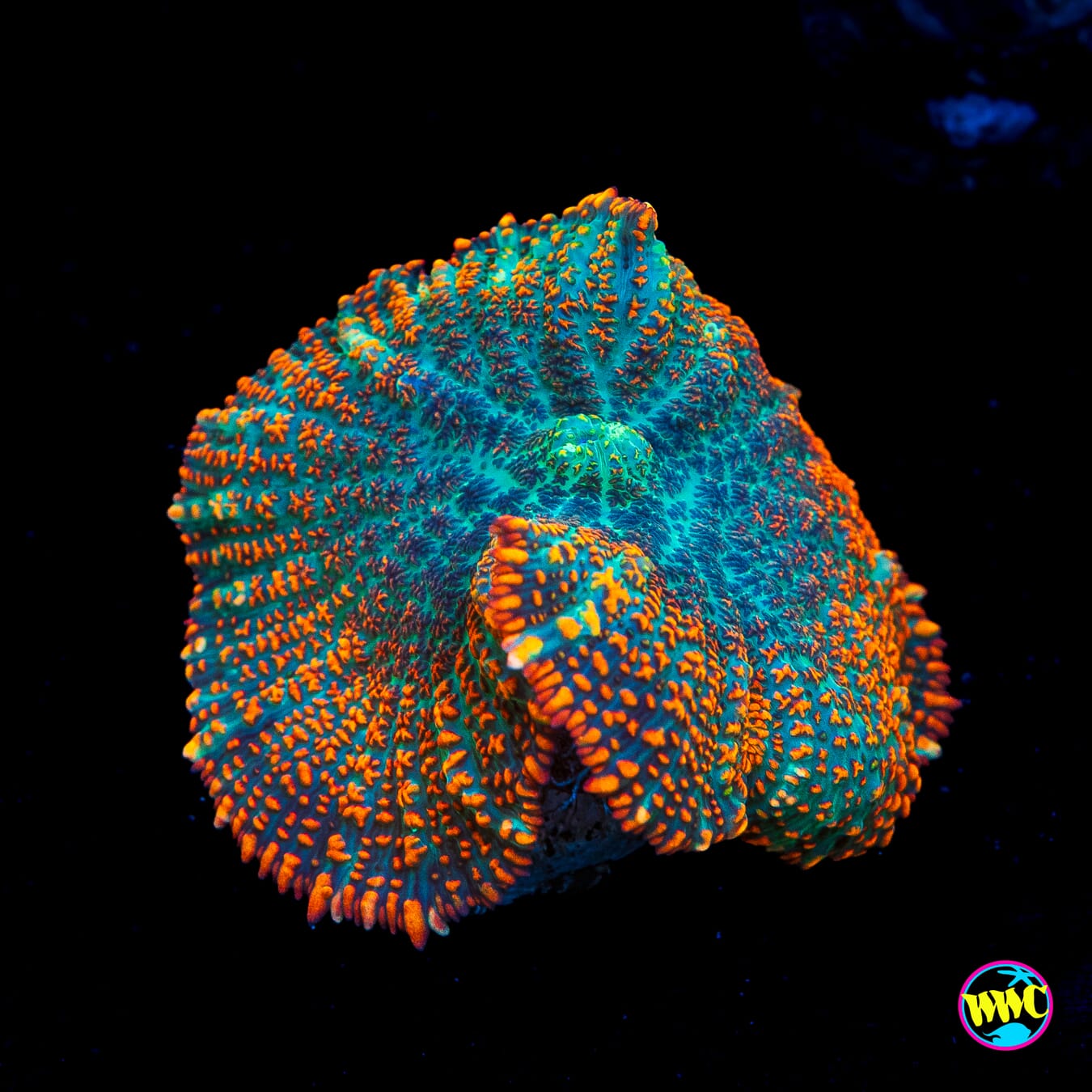 Rainbow Rhodactis Mushroom