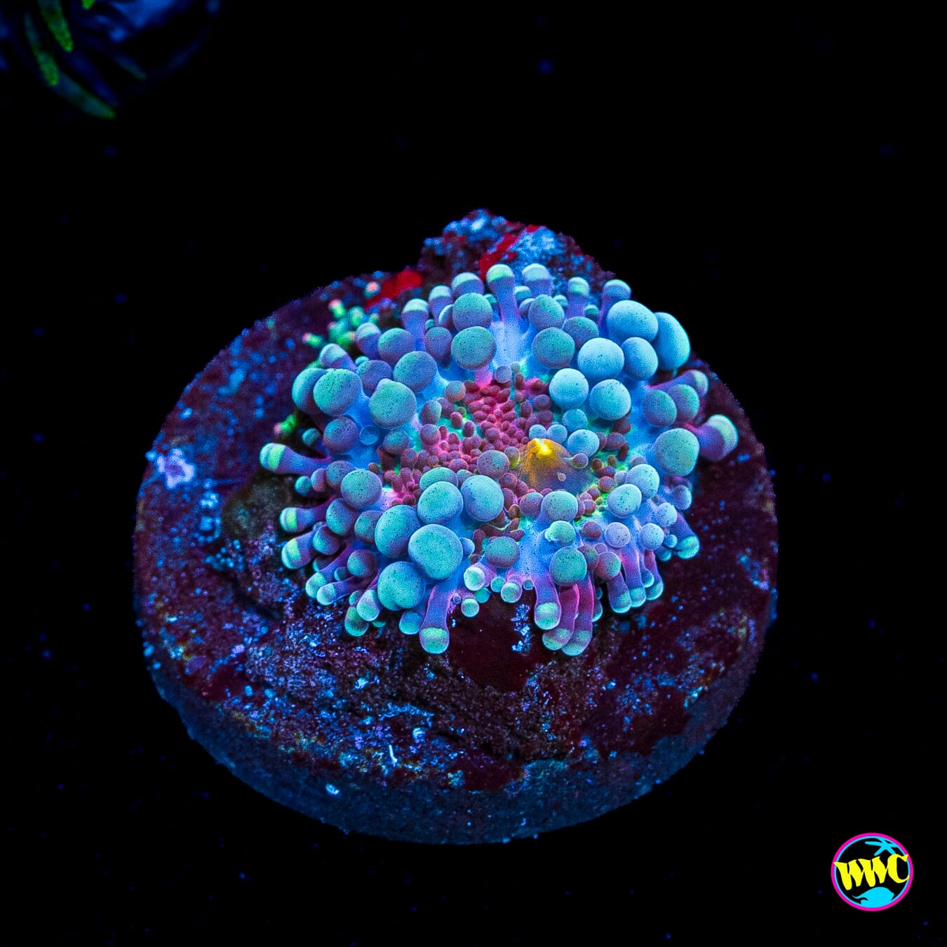 Winters Bite Yuma Mushroom